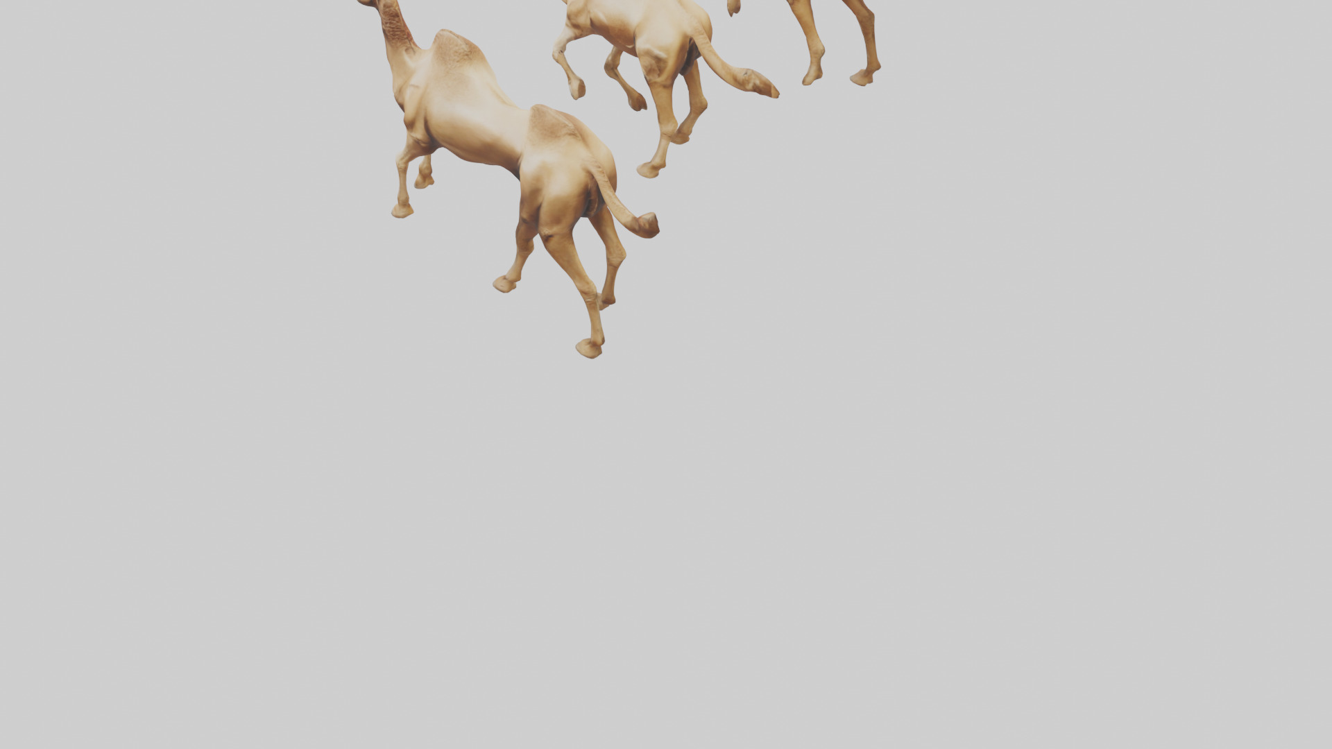 Camels galloping model Low-poly 3D model_3