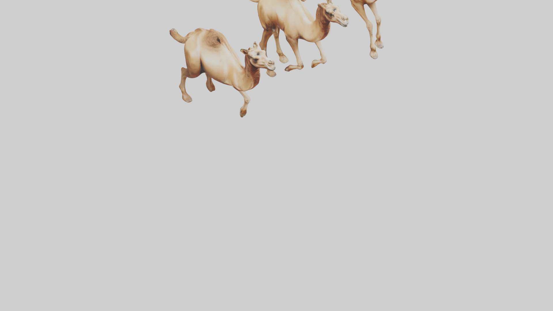 Camels galloping model Low-poly 3D model_6