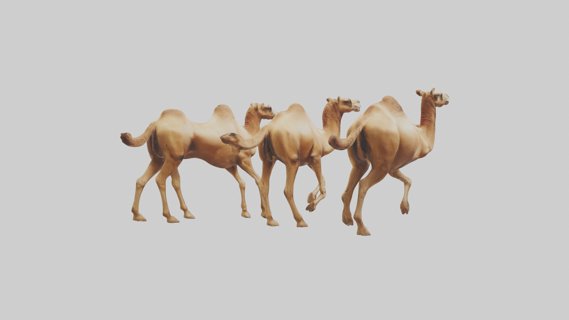 Camels galloping model Low-poly 3D model_2