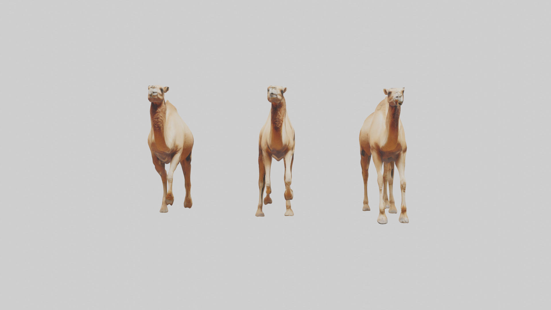 Camels galloping model Low-poly 3D model_10
