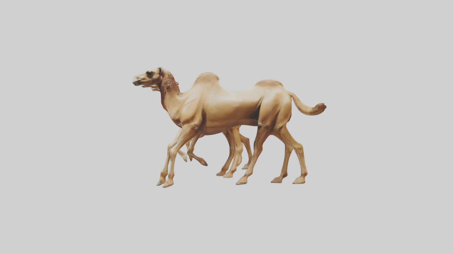 Camels galloping model Low-poly 3D model_22