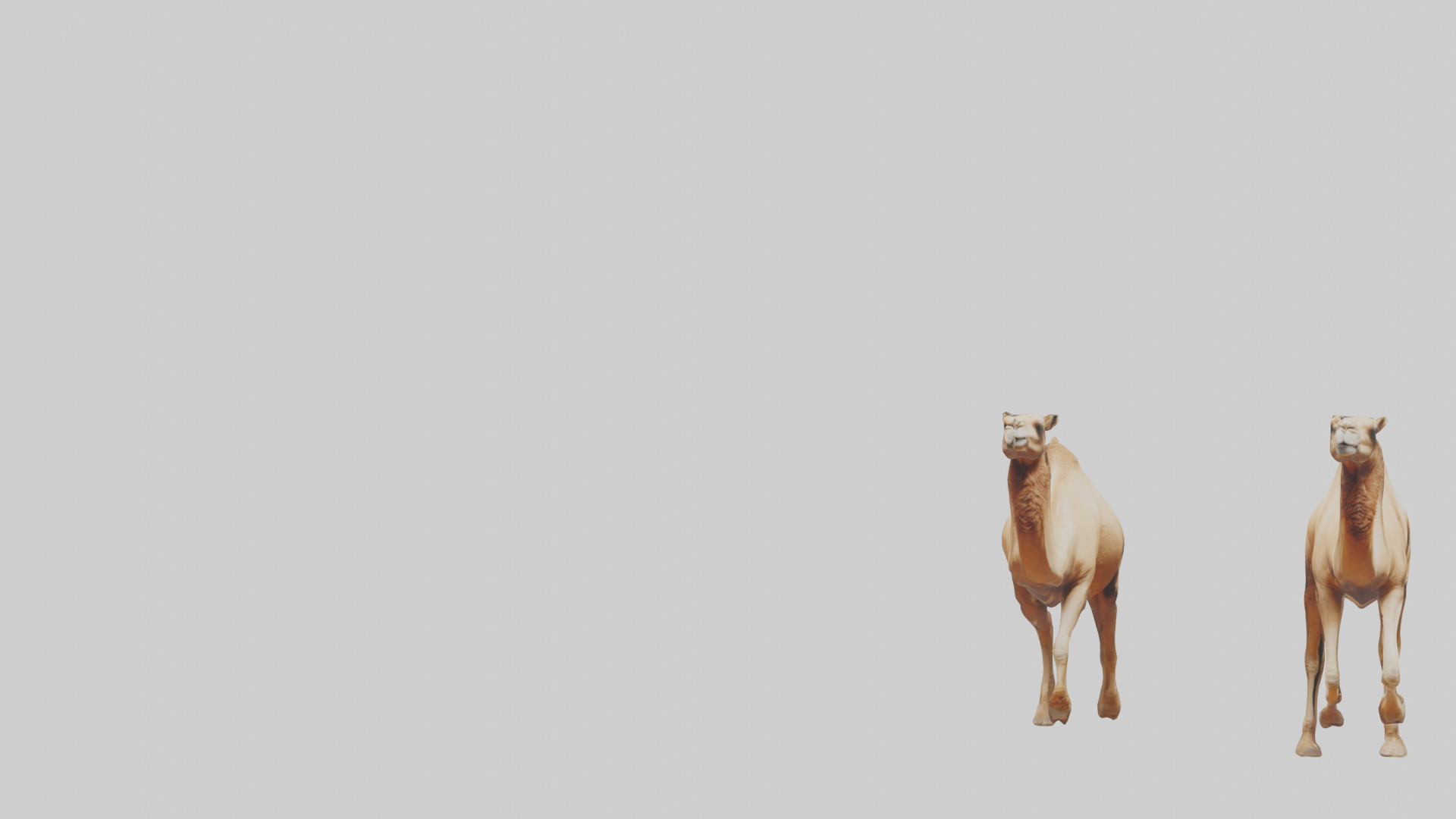 Camels galloping model Low-poly 3D model_21