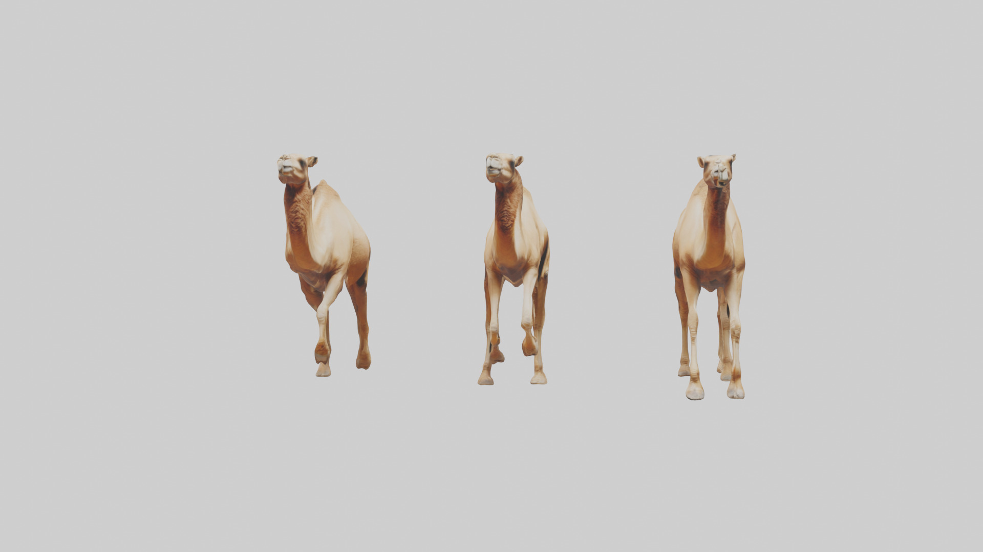 Camels galloping model Low-poly 3D model_12