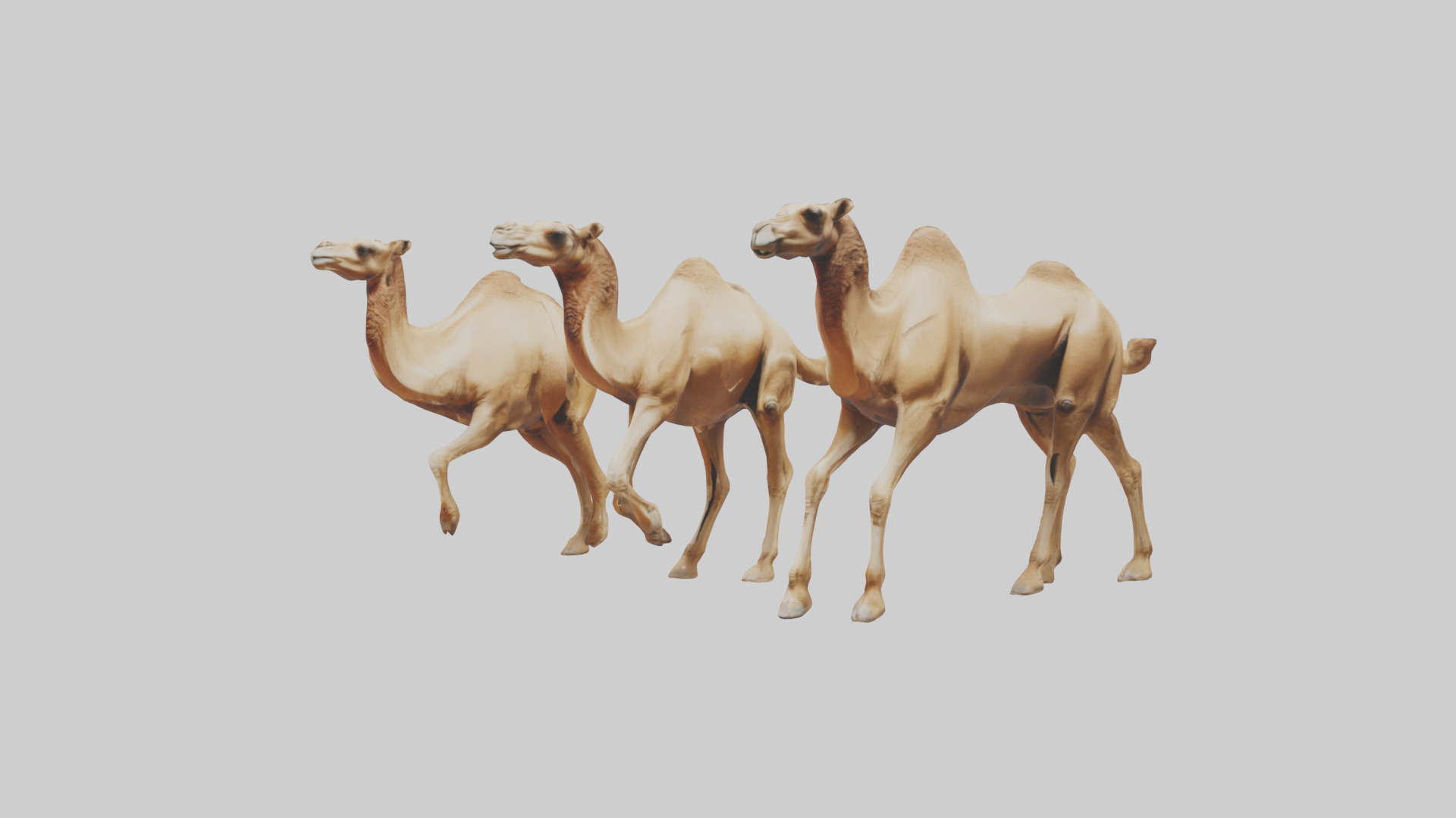 Camels galloping model Low-poly 3D model_11