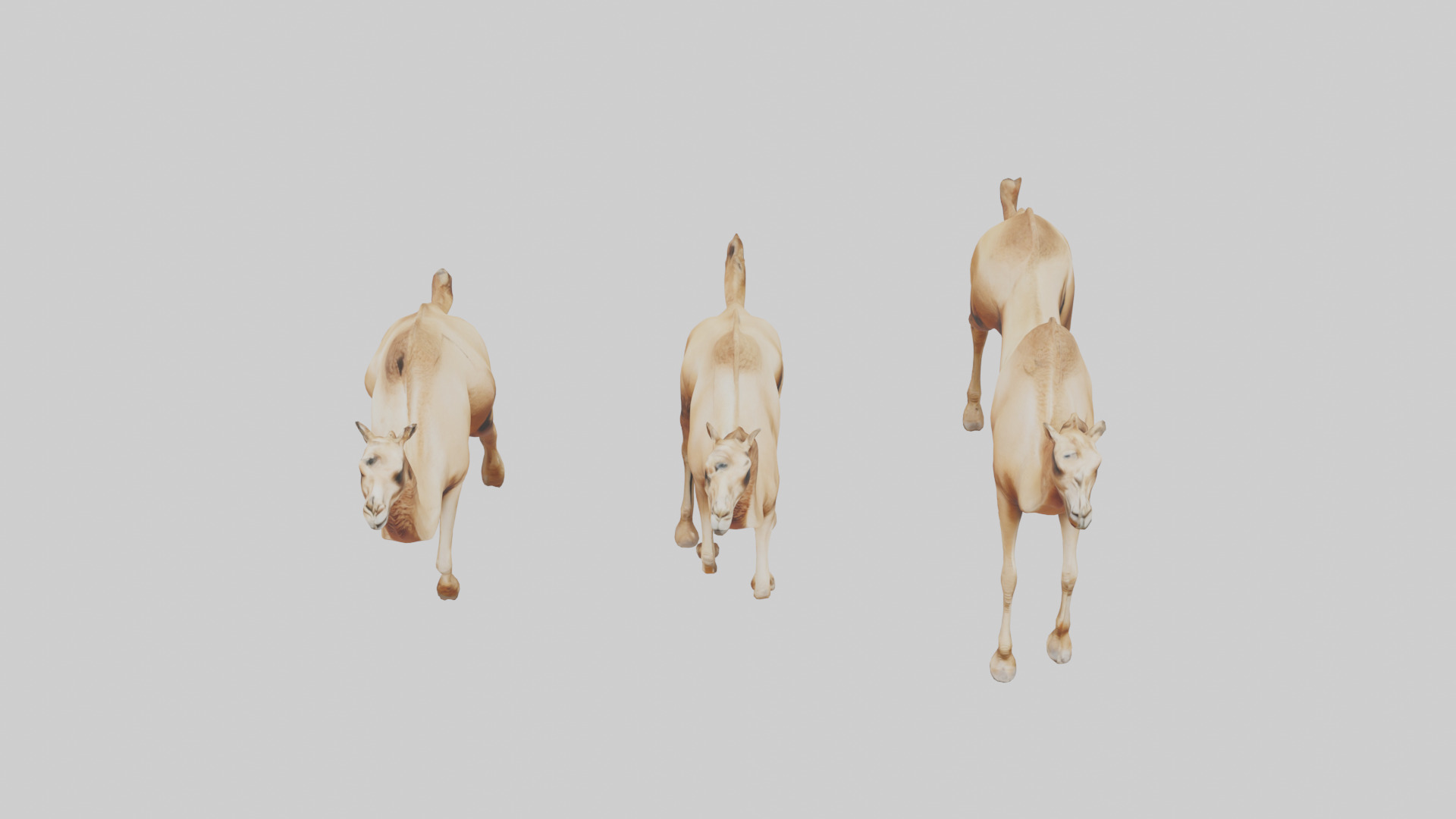 Camels galloping model Low-poly 3D model_26