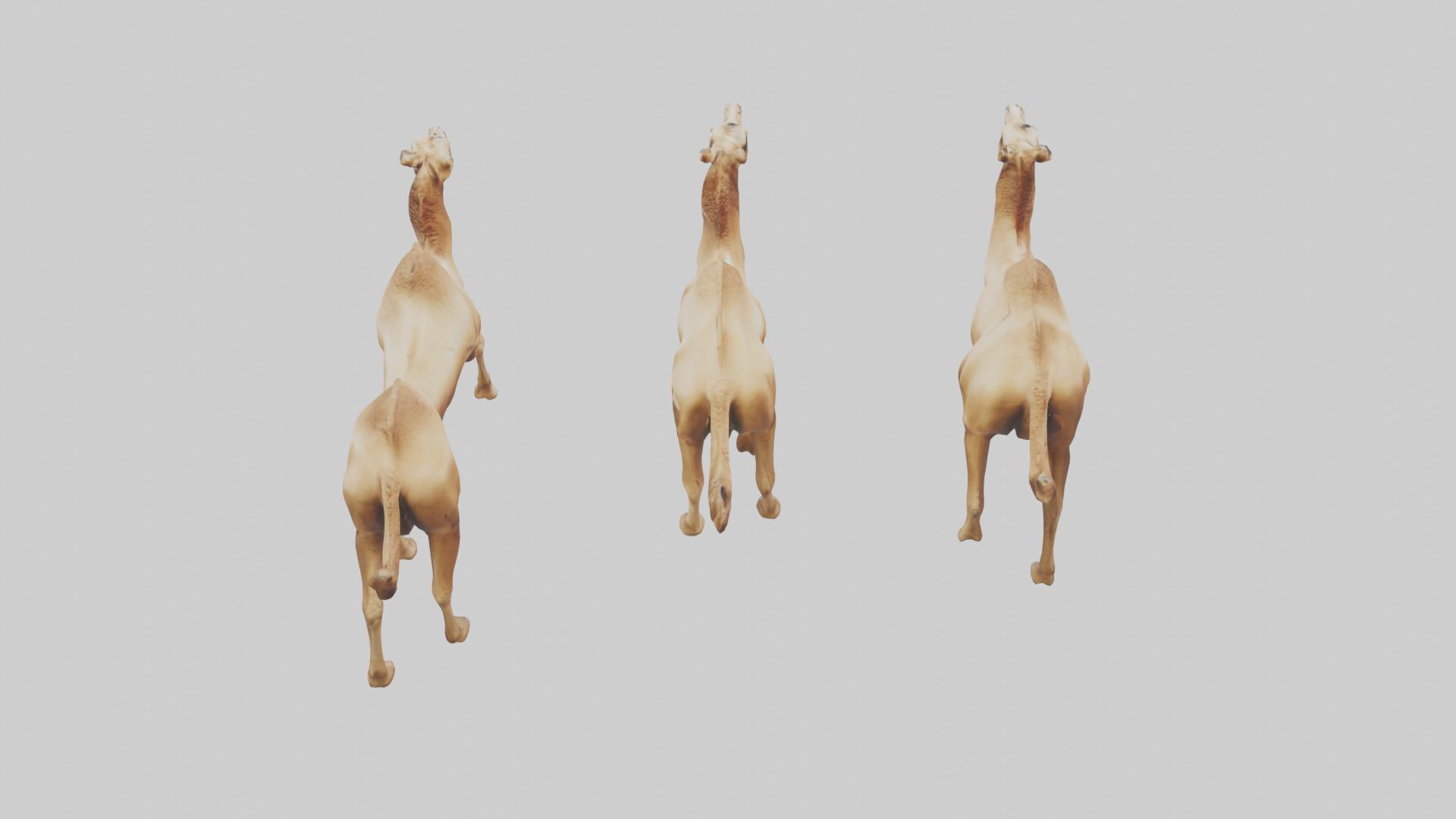 Camels galloping model Low-poly 3D model_25