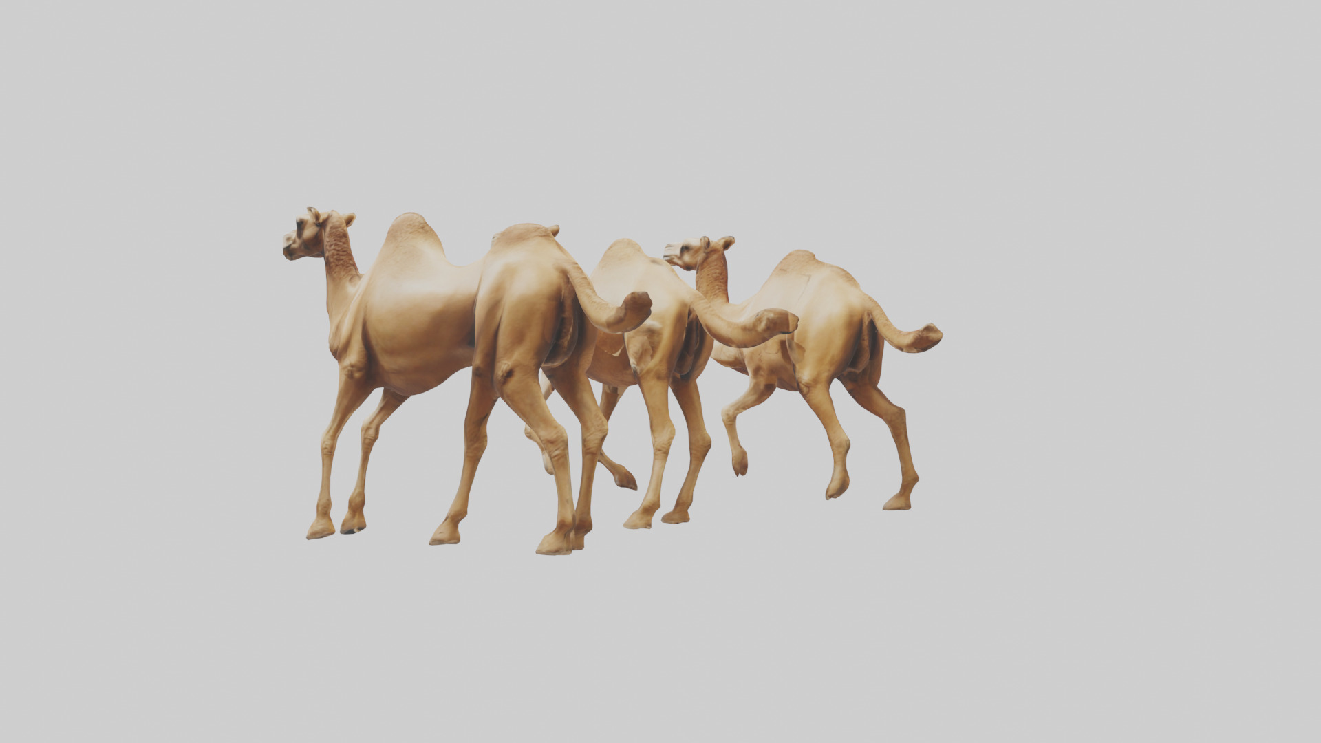 Camels galloping model Low-poly 3D model_1