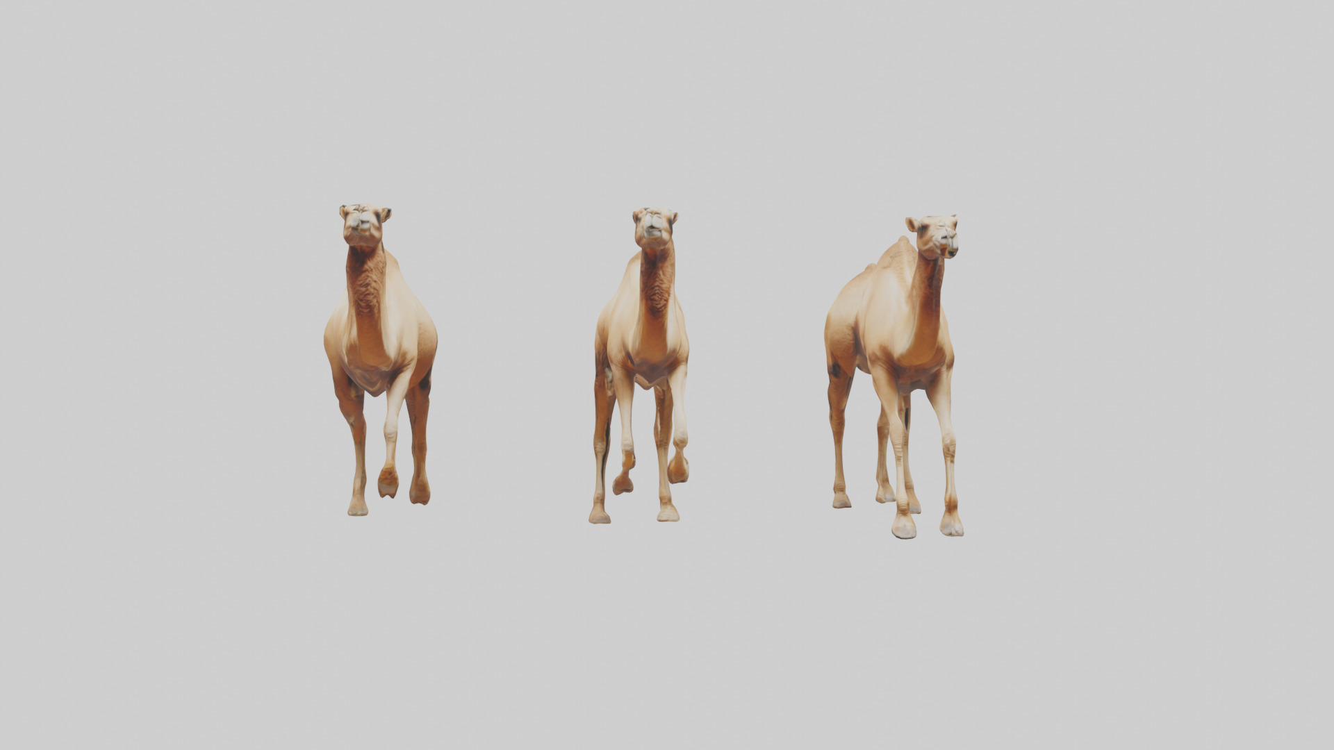 Camels galloping model Low-poly 3D model_17