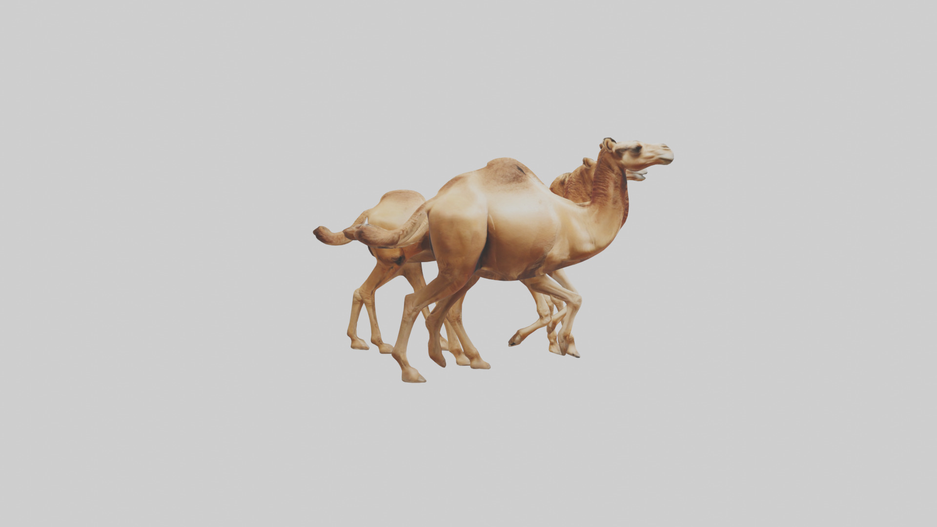Camels galloping model Low-poly 3D model_23