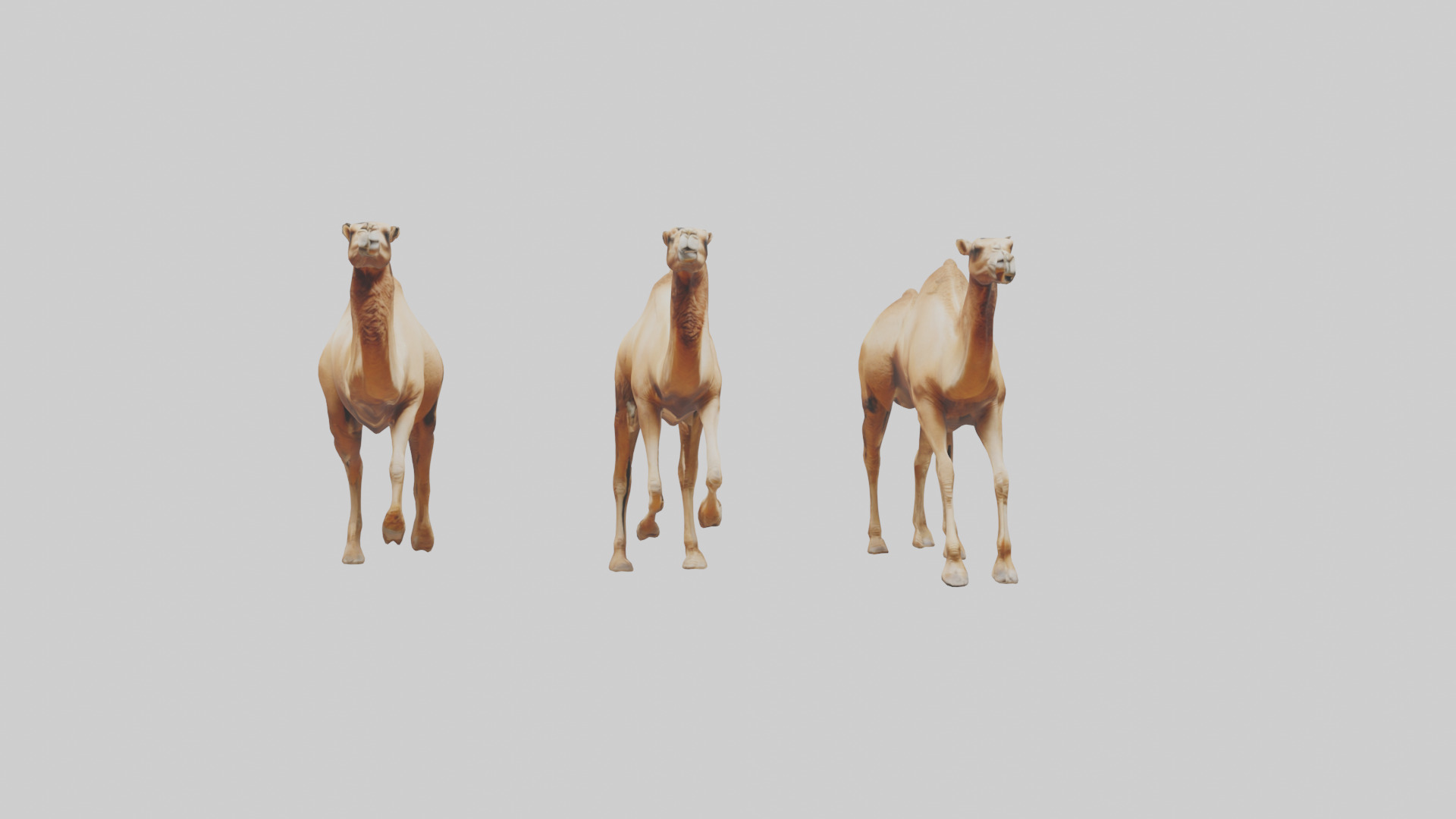 Camels galloping model Low-poly 3D model_20