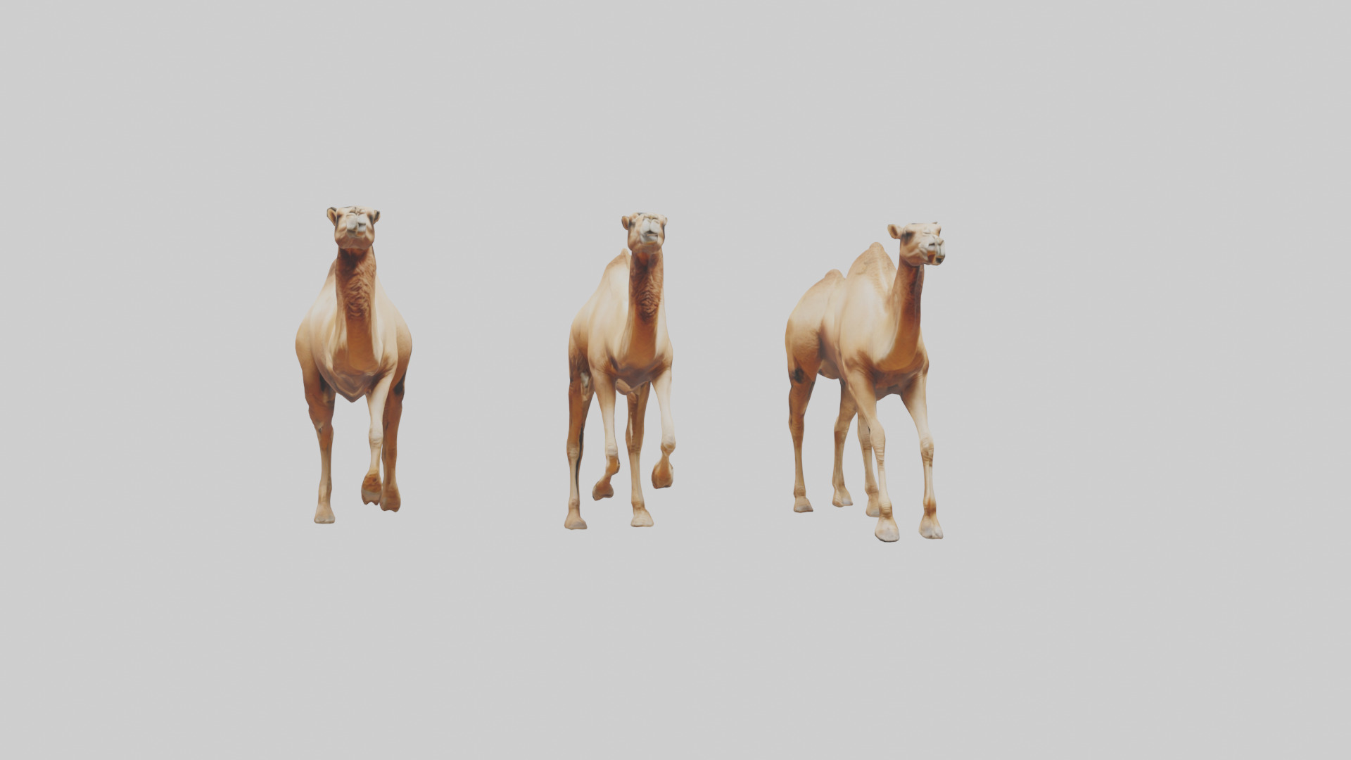 Camels galloping model Low-poly 3D model_18
