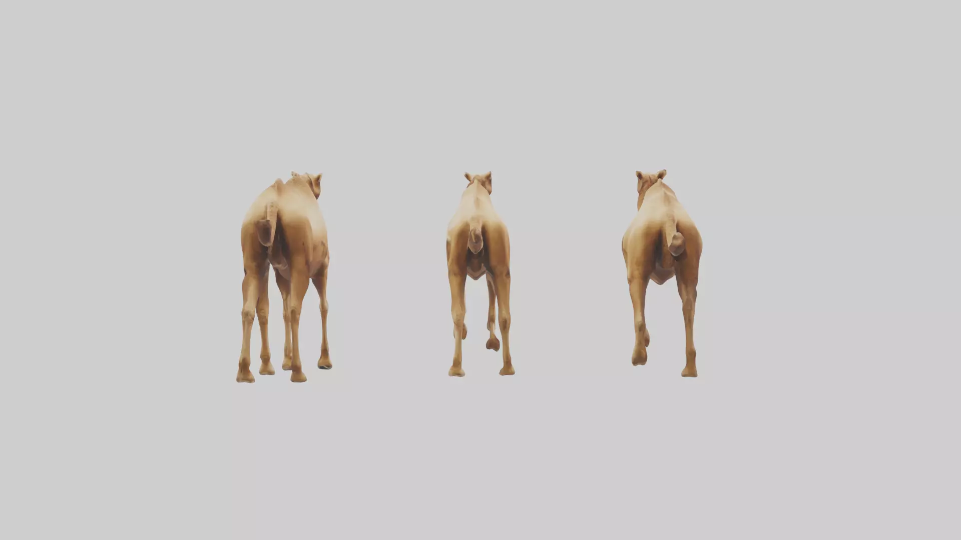 Camels galloping model Low-poly 3D model_0