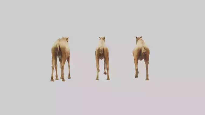 Camels galloping model Low-poly 3D model
