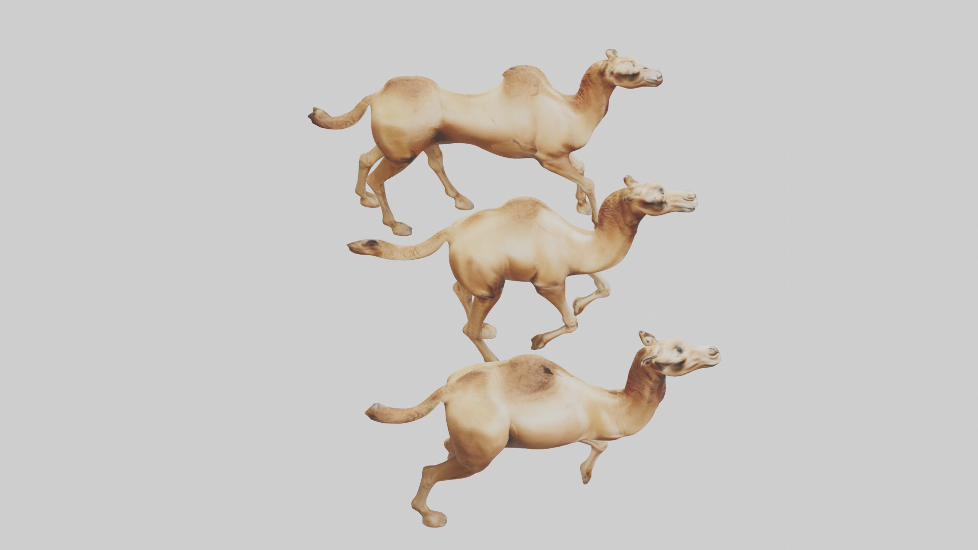 Camels galloping model Low-poly 3D model_28