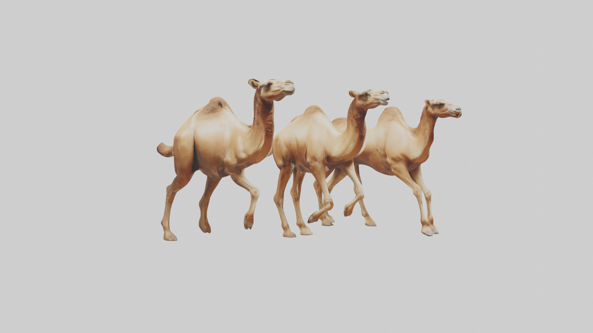 Camels galloping model Low-poly 3D model_16