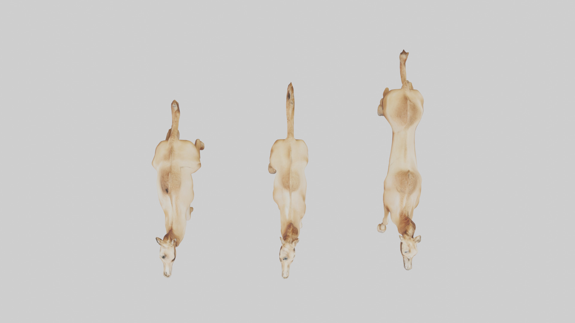 Camels galloping model Low-poly 3D model_24