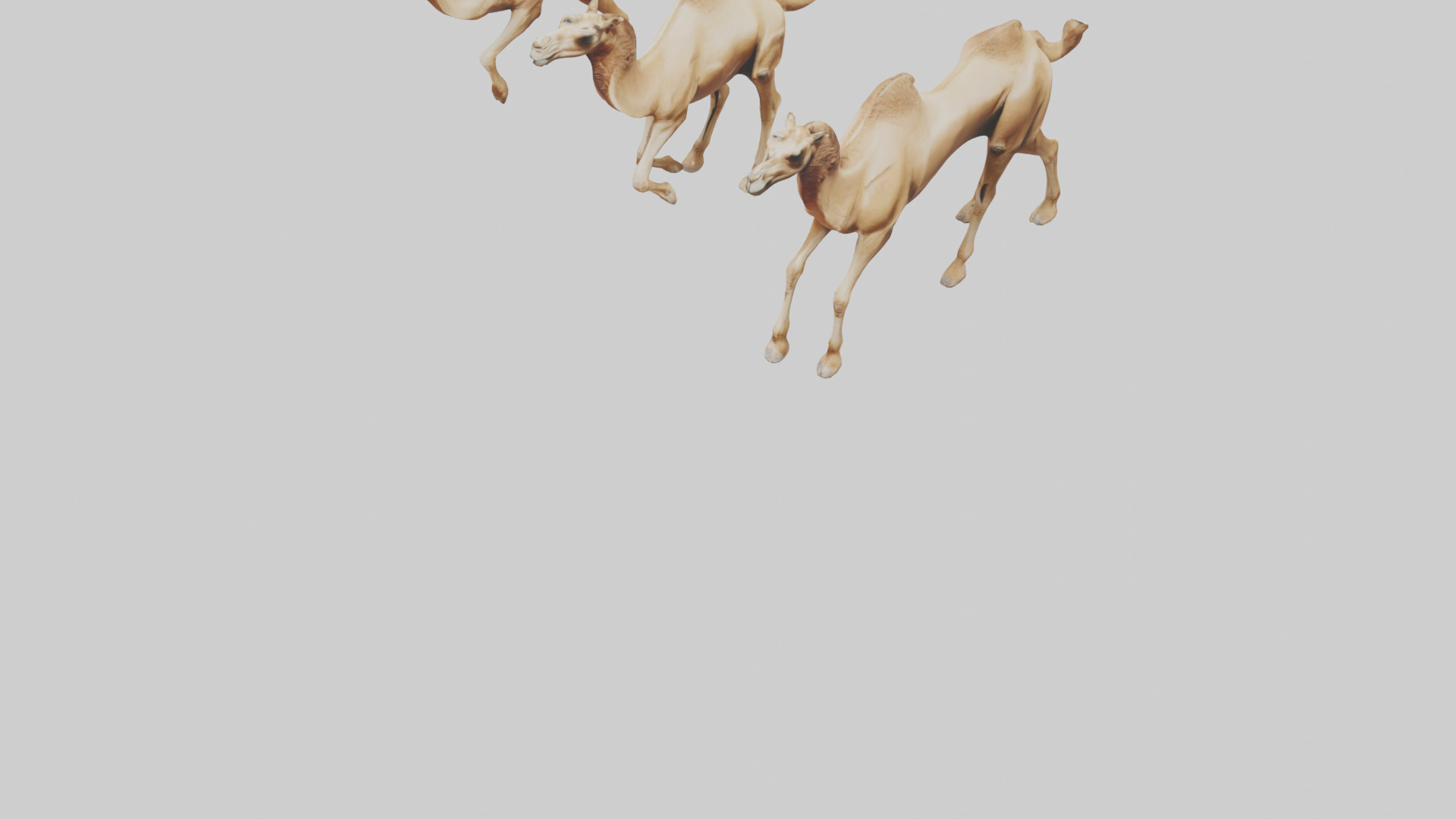 Camels galloping model Low-poly 3D model_5