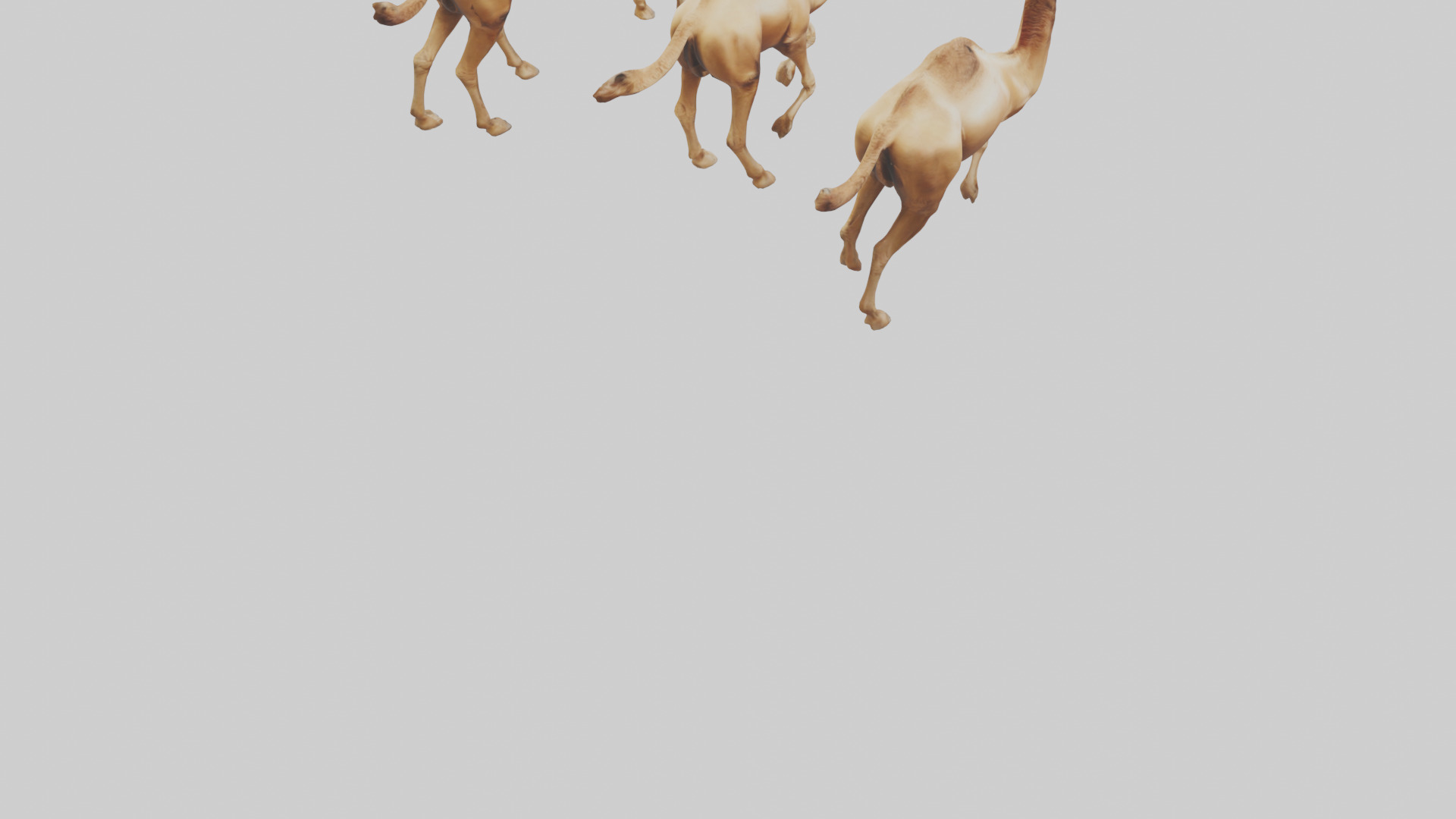 Camels galloping model Low-poly 3D model_4