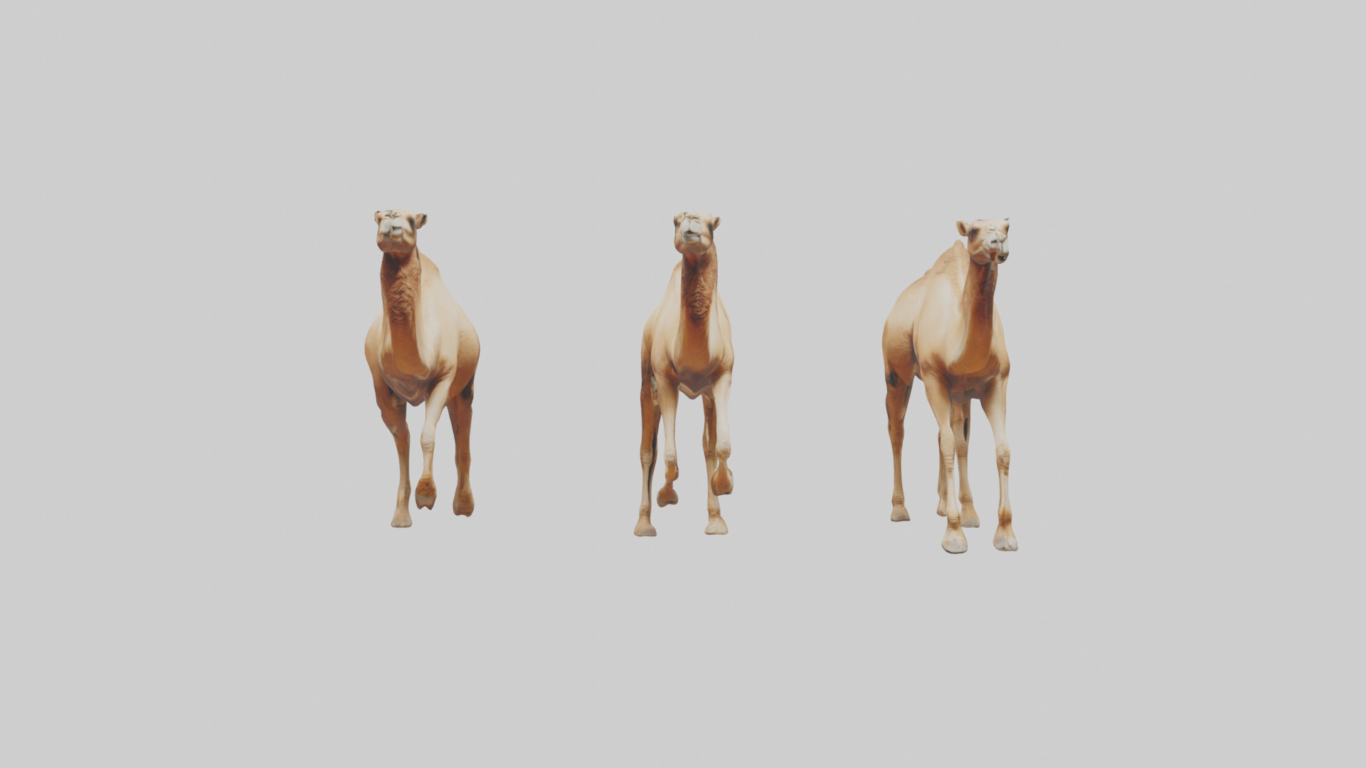 Camels galloping model Low-poly 3D model_19