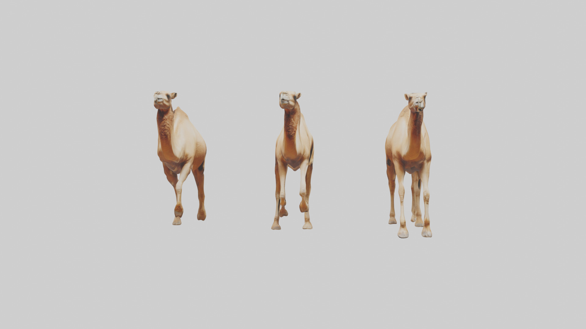 Camels galloping model Low-poly 3D model_14