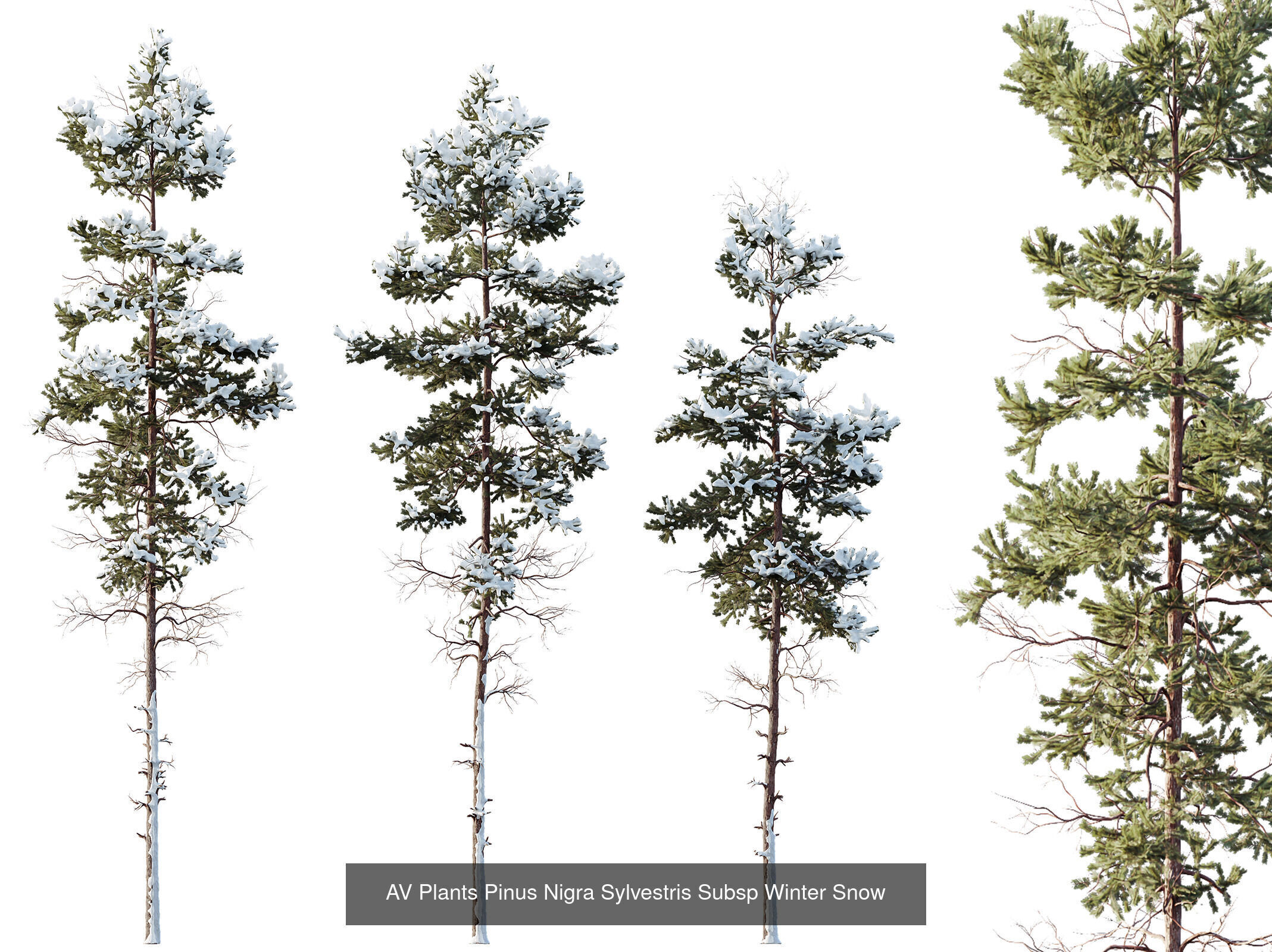 AV 10 different winter snow tree sets 3D Model Collection_10