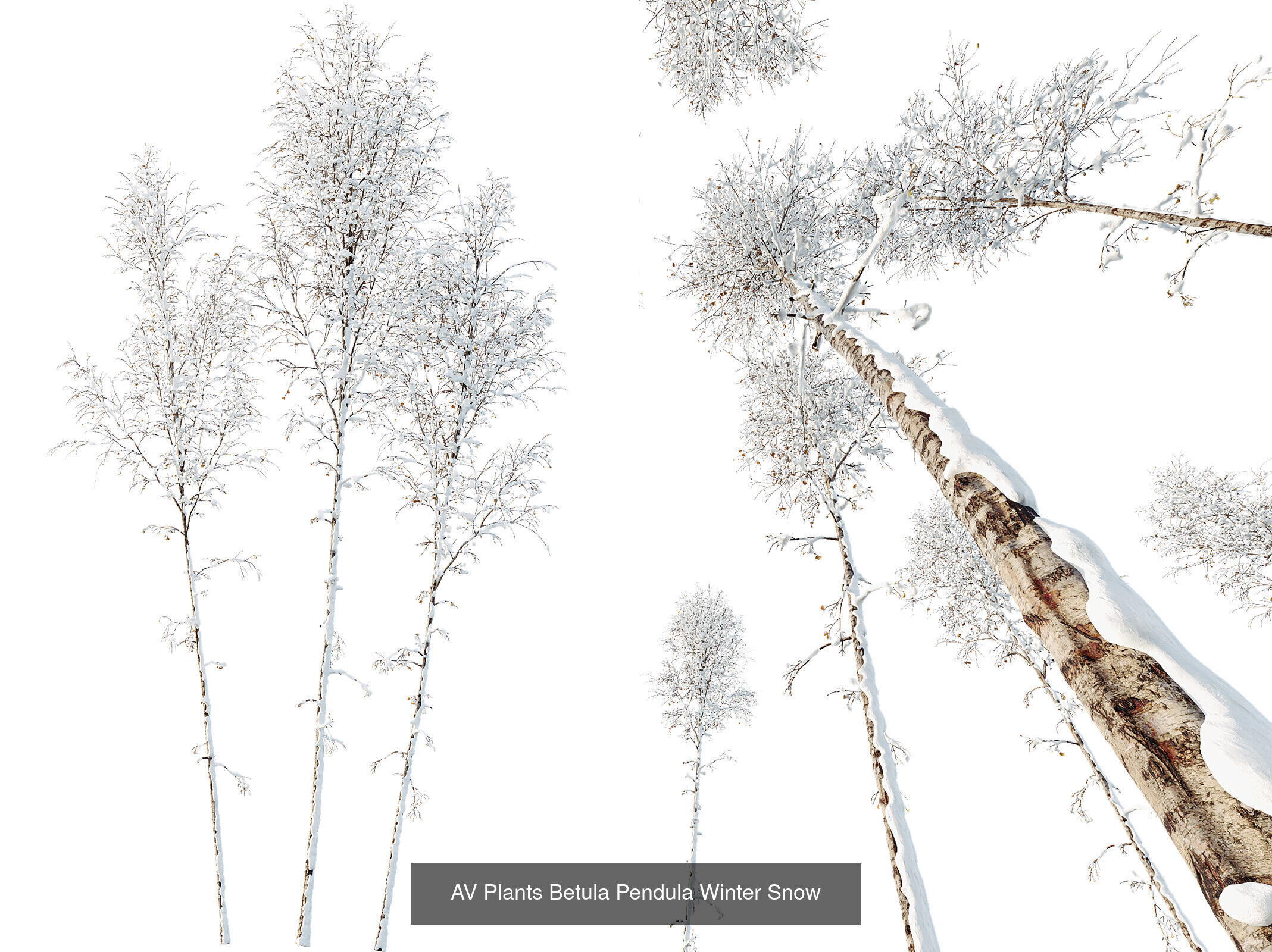 AV 10 different winter snow tree sets 3D Model Collection_3