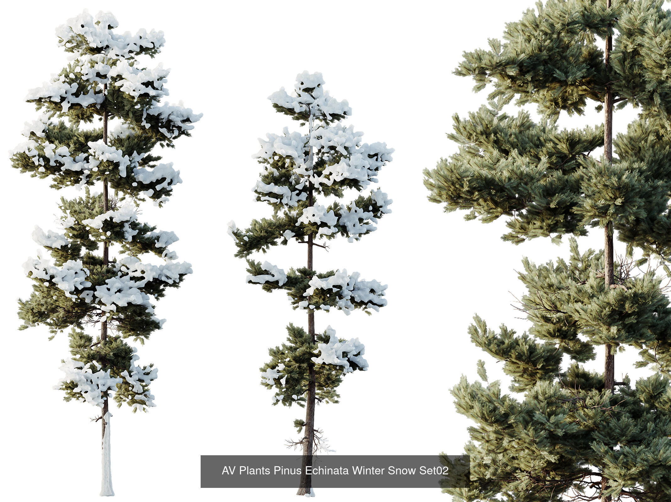 AV 10 different winter snow tree sets 3D Model Collection_8