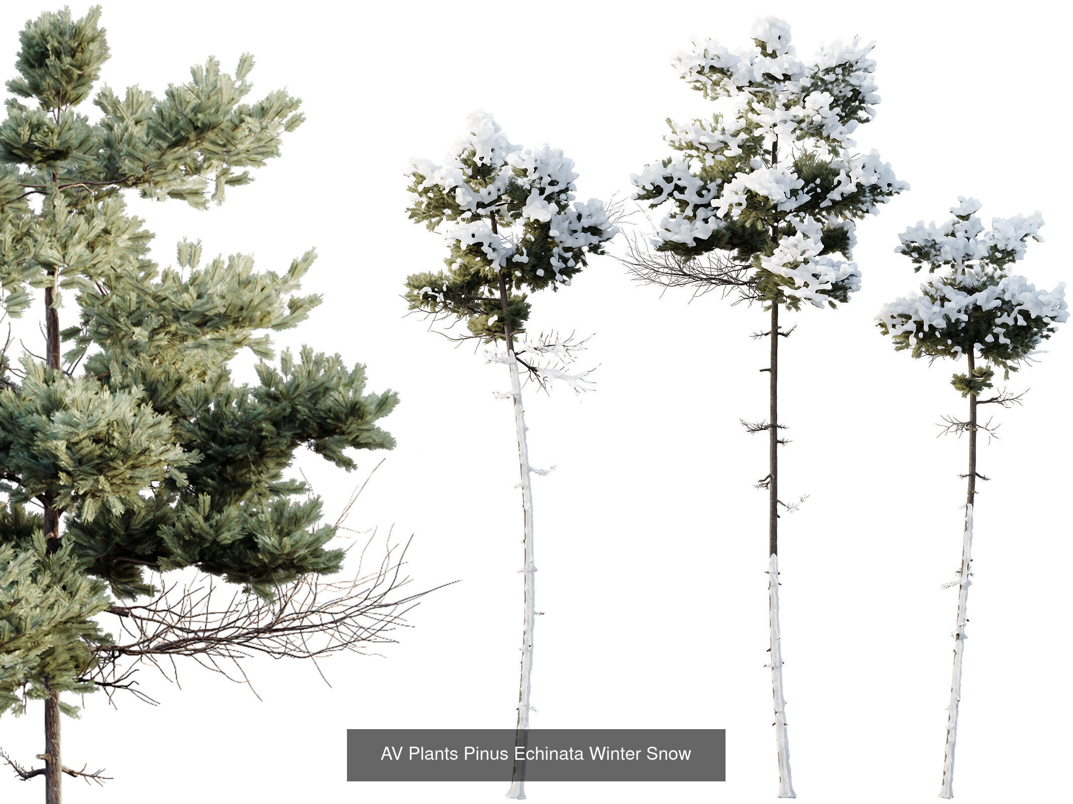 AV 10 different winter snow tree sets 3D Model Collection_7