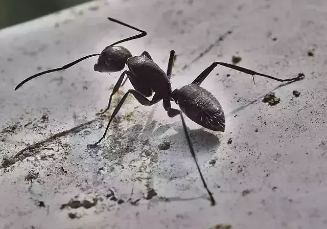 Realistic Black Ant 3D  High Quality Game Ready Rigged Animated 3D model