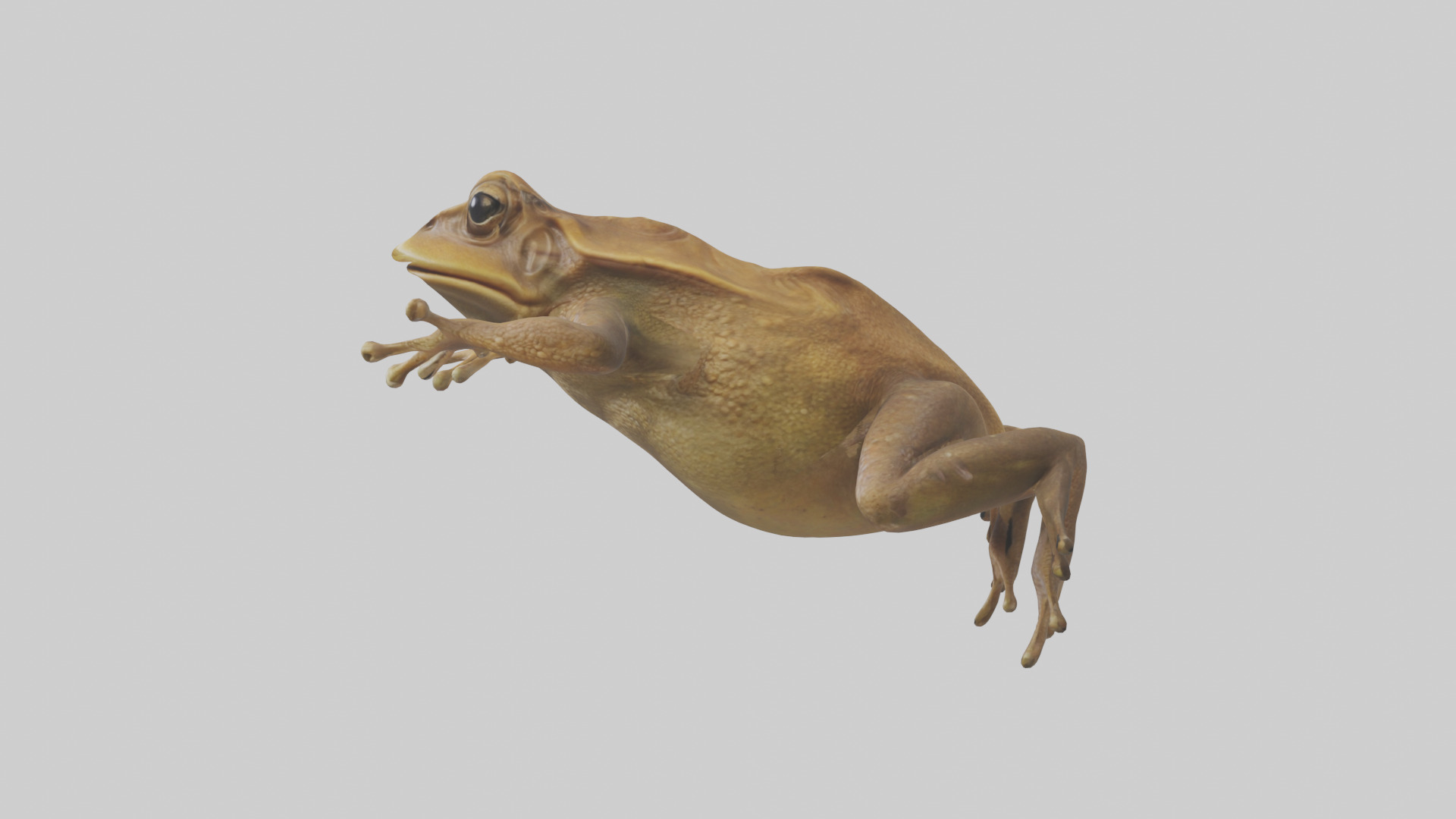 Cane Toad hopping model Low-poly 3D model_22