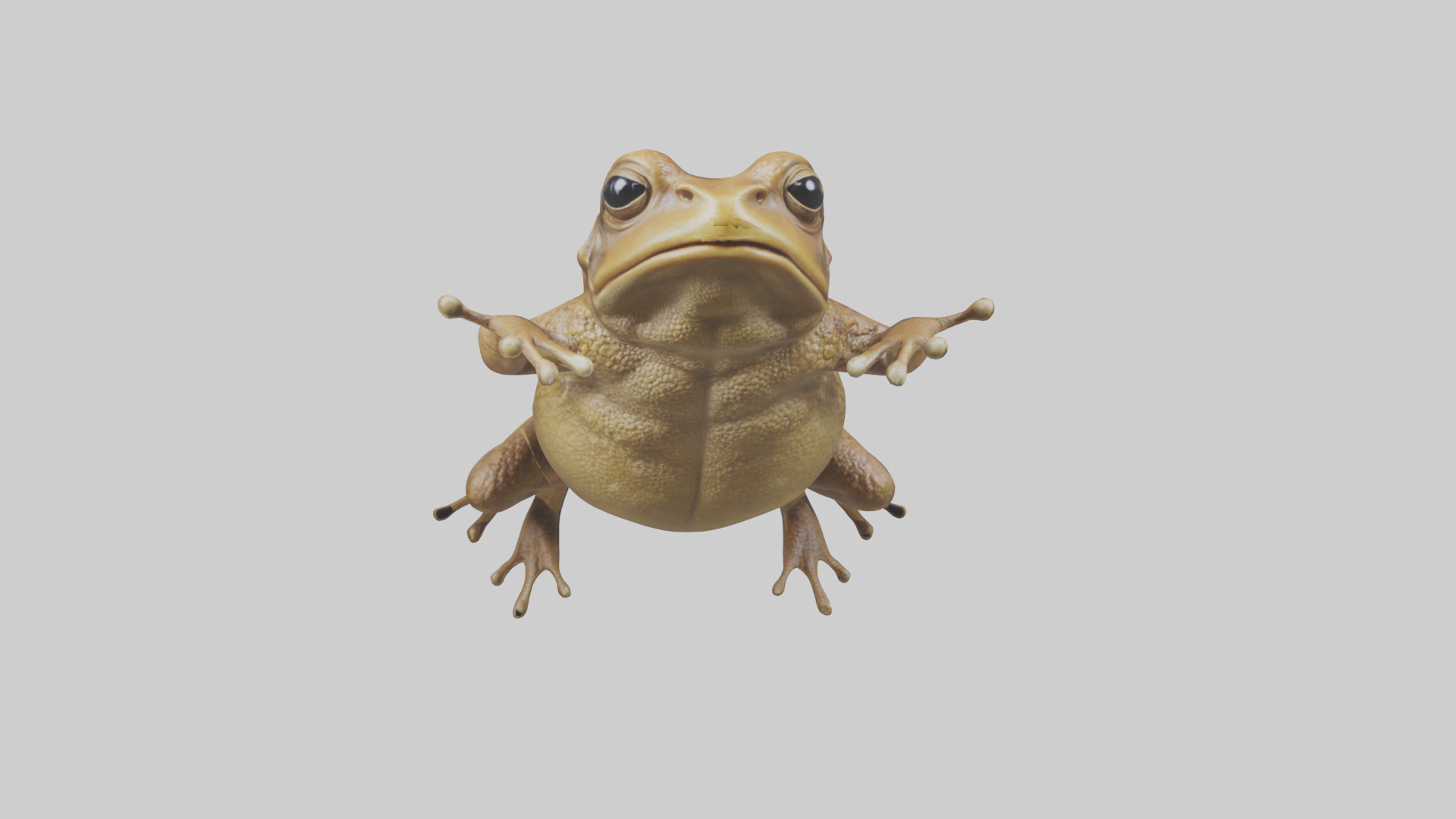 Cane Toad hopping model Low-poly 3D model_17