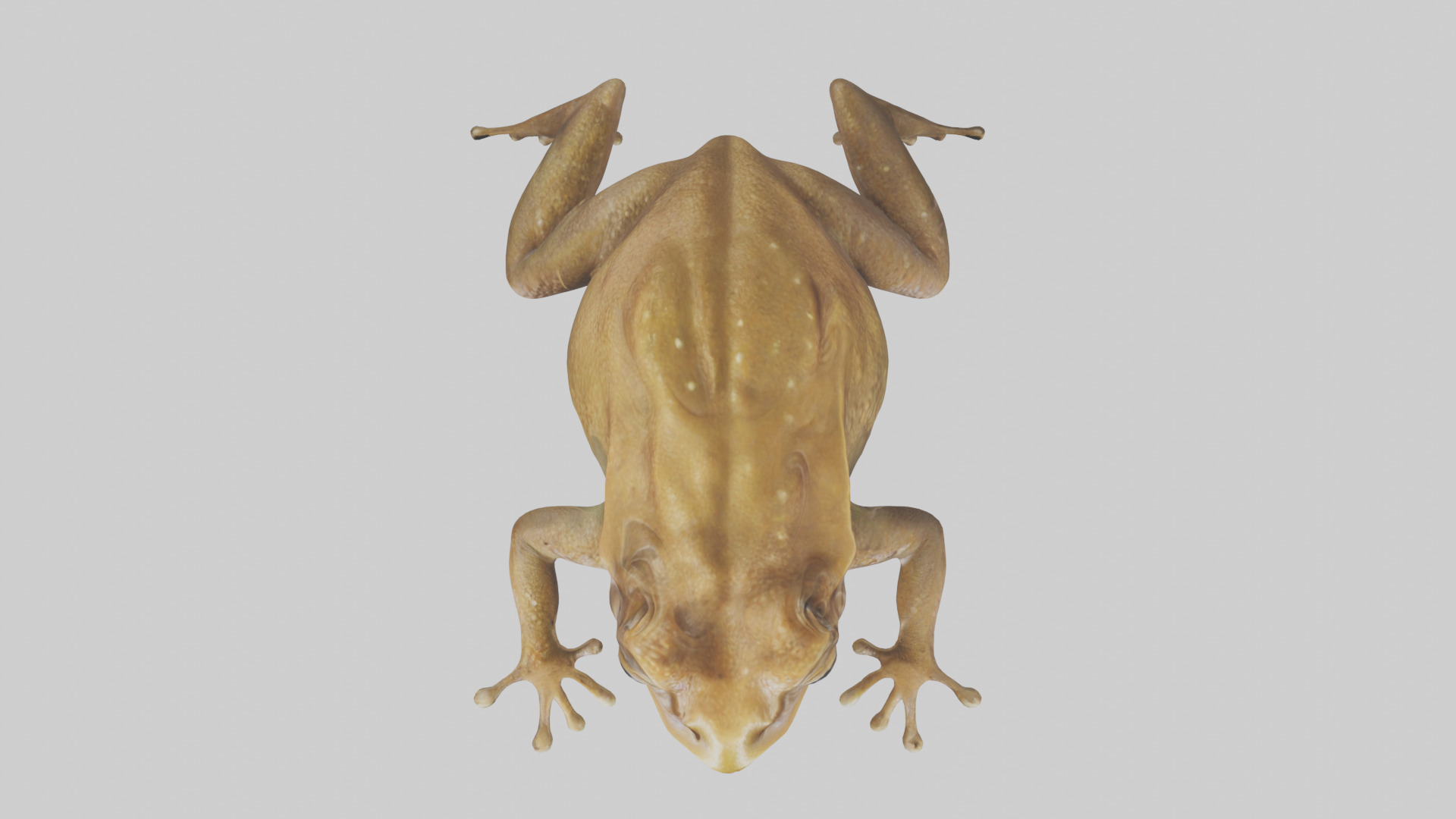 Cane Toad hopping model Low-poly 3D model_24