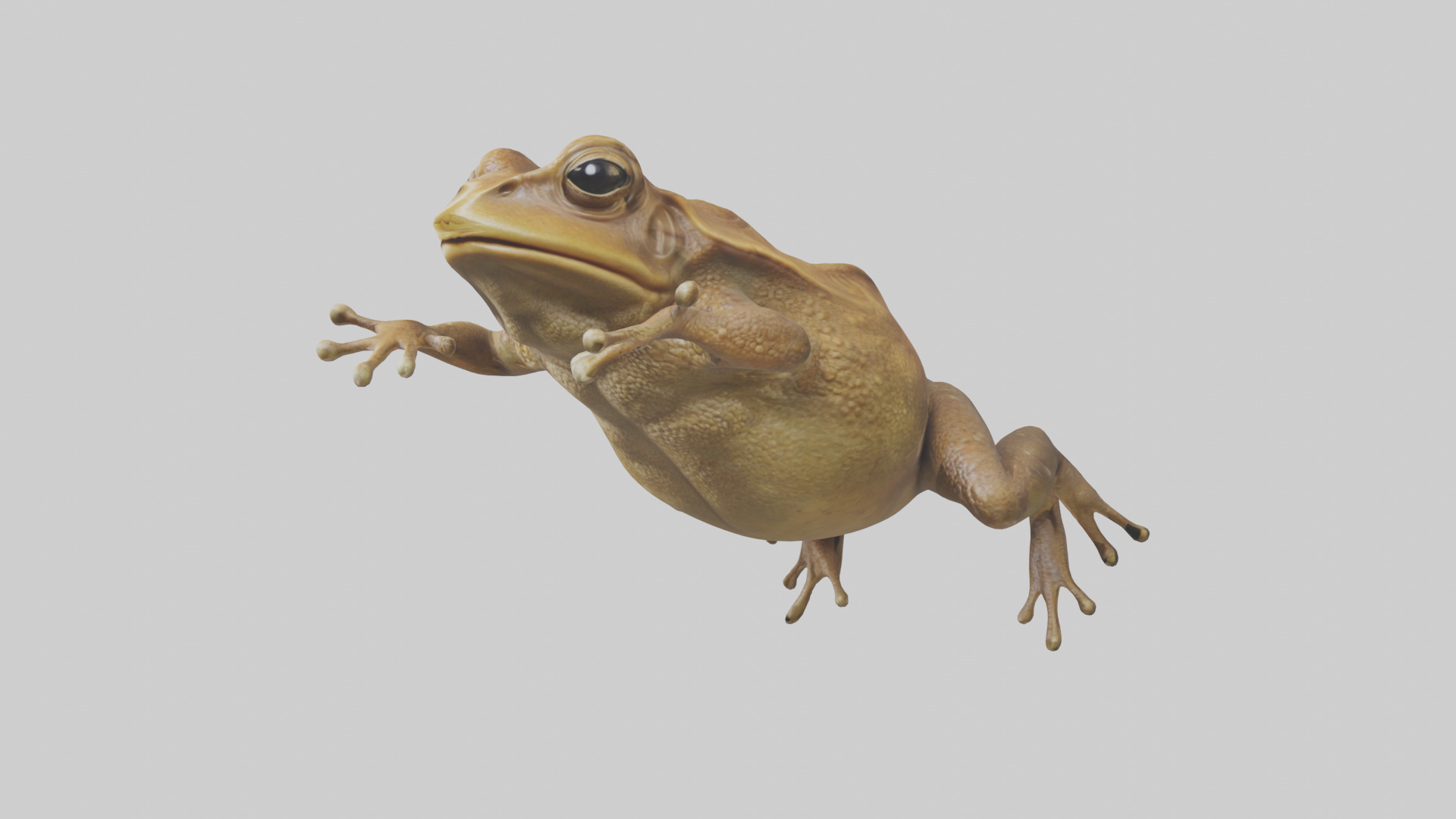 Cane Toad hopping model Low-poly 3D model_11