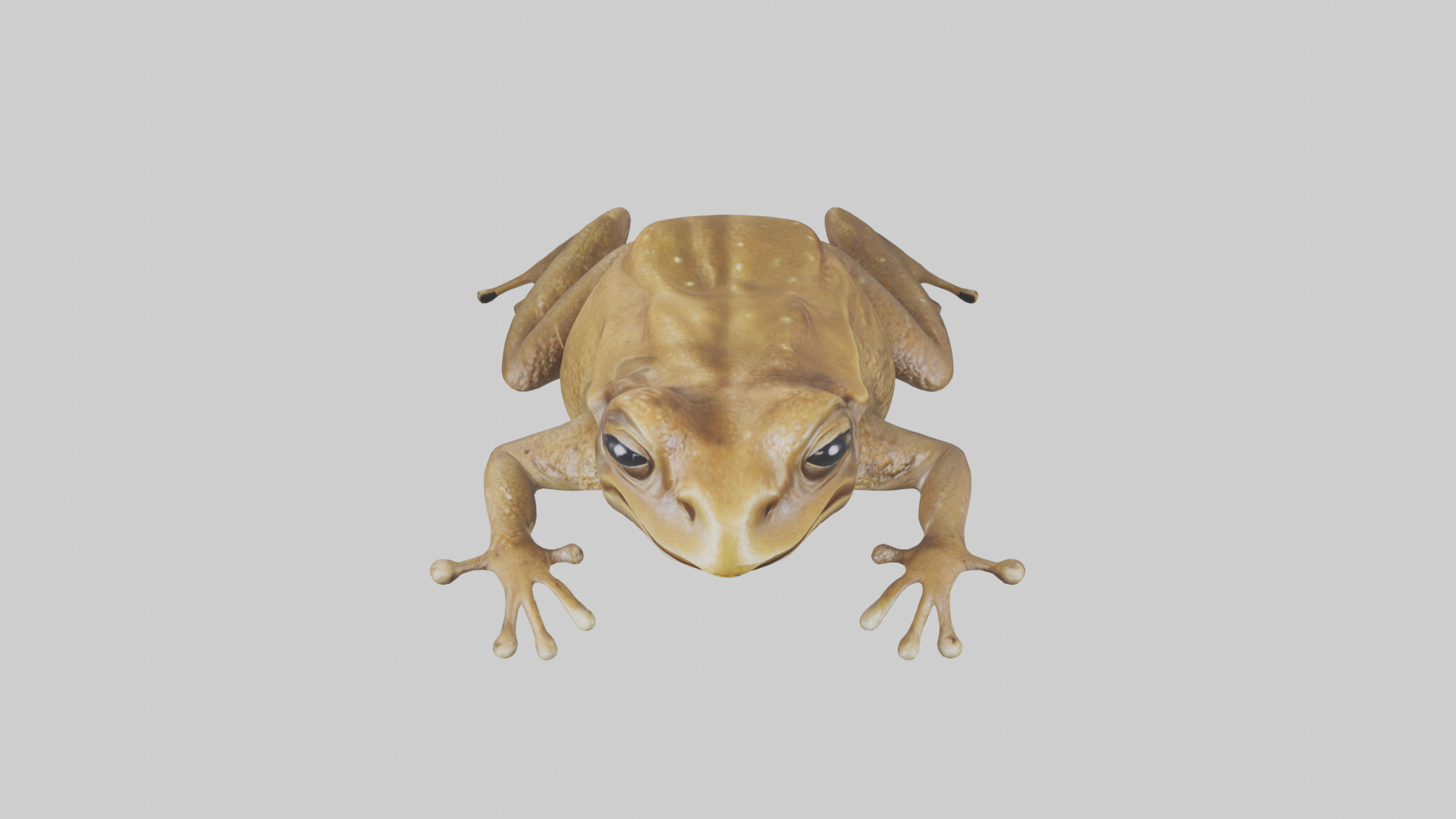 Cane Toad hopping model Low-poly 3D model_26