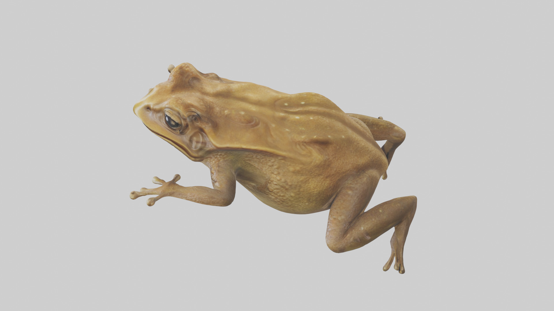 Cane Toad hopping model Low-poly 3D model_27