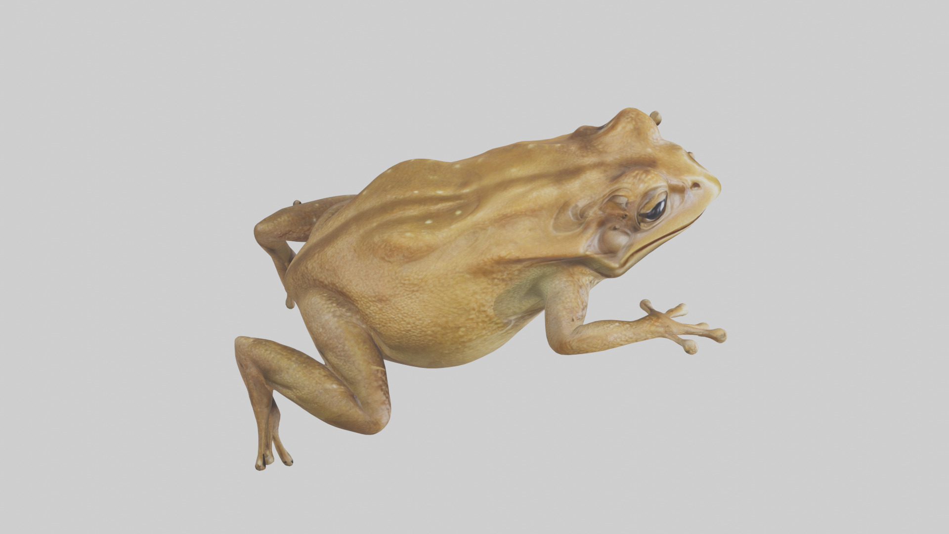 Cane Toad hopping model Low-poly 3D model_28