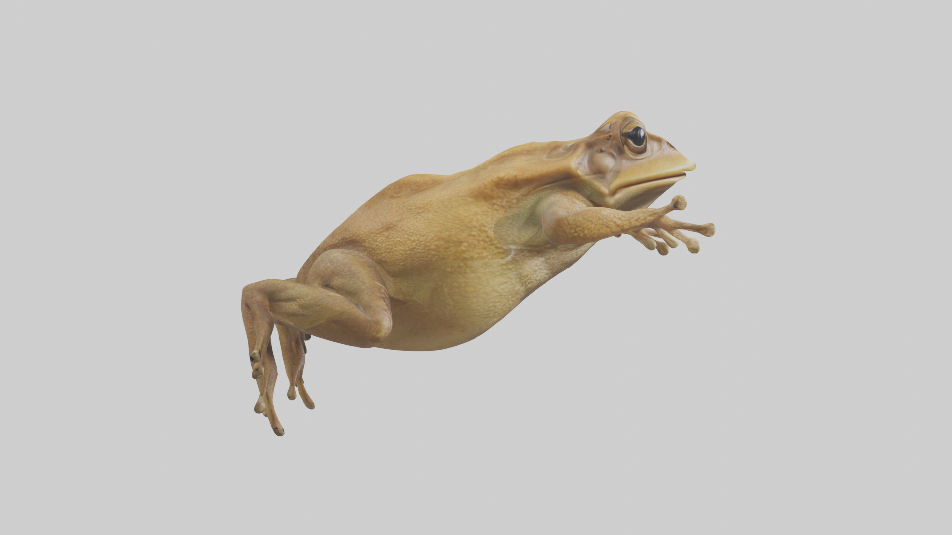 Cane Toad hopping model Low-poly 3D model_23