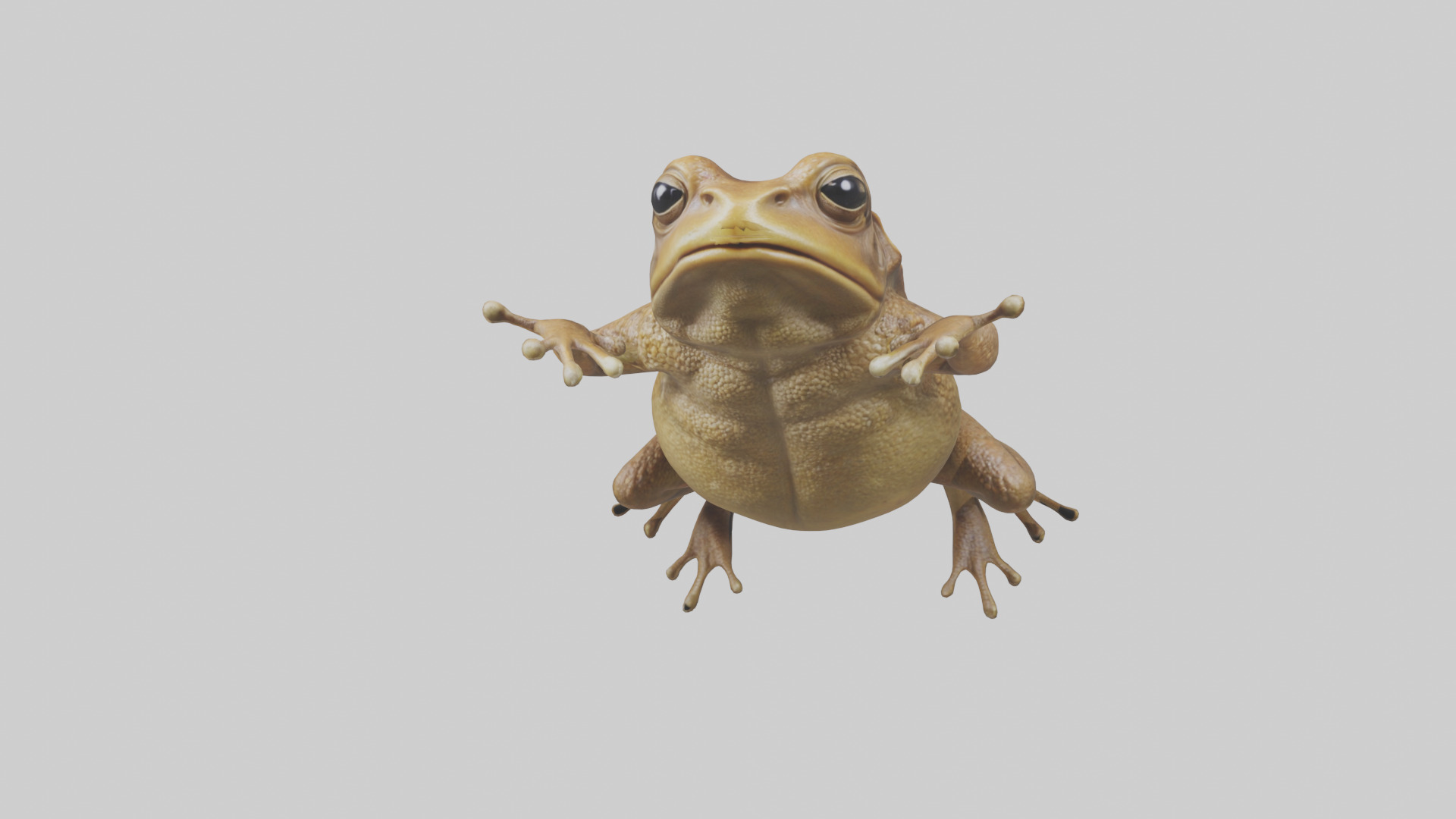 Cane Toad hopping model Low-poly 3D model_13