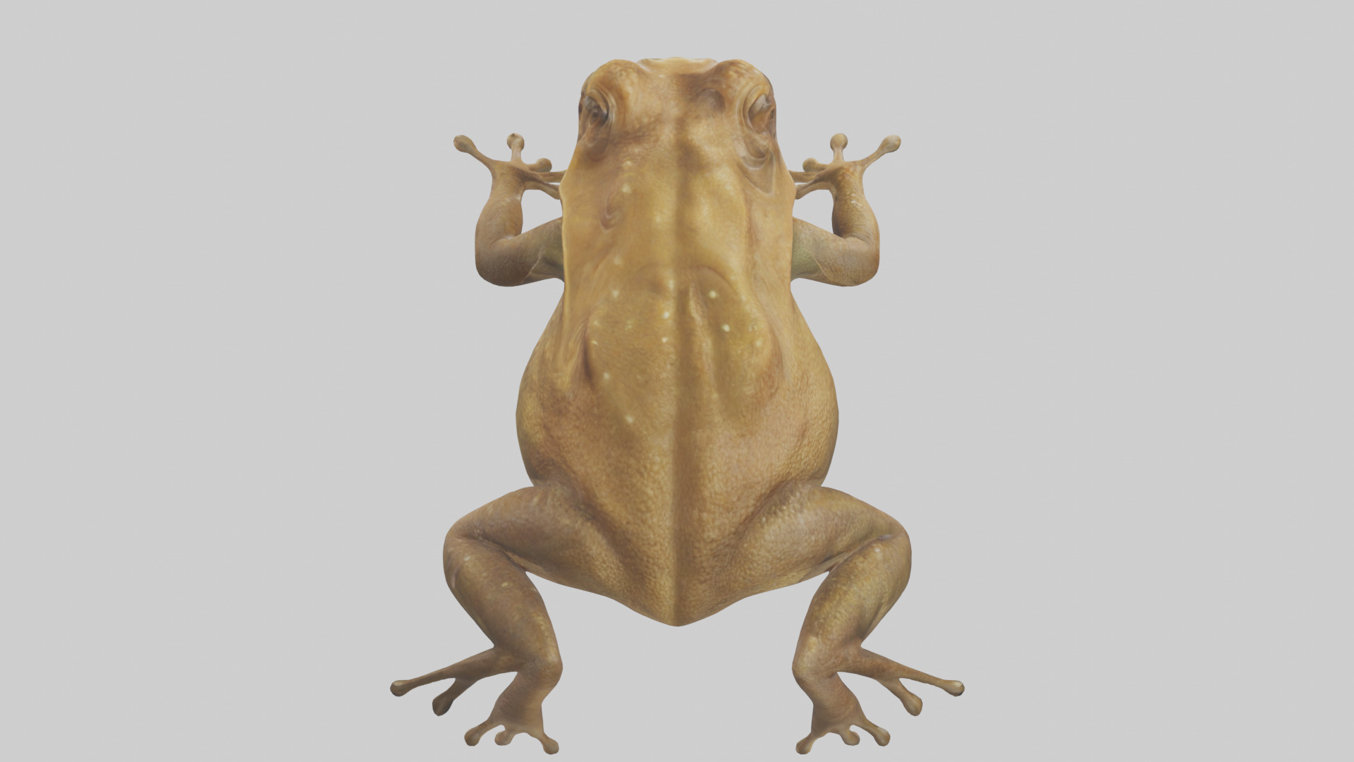 Cane Toad hopping model Low-poly 3D model_25