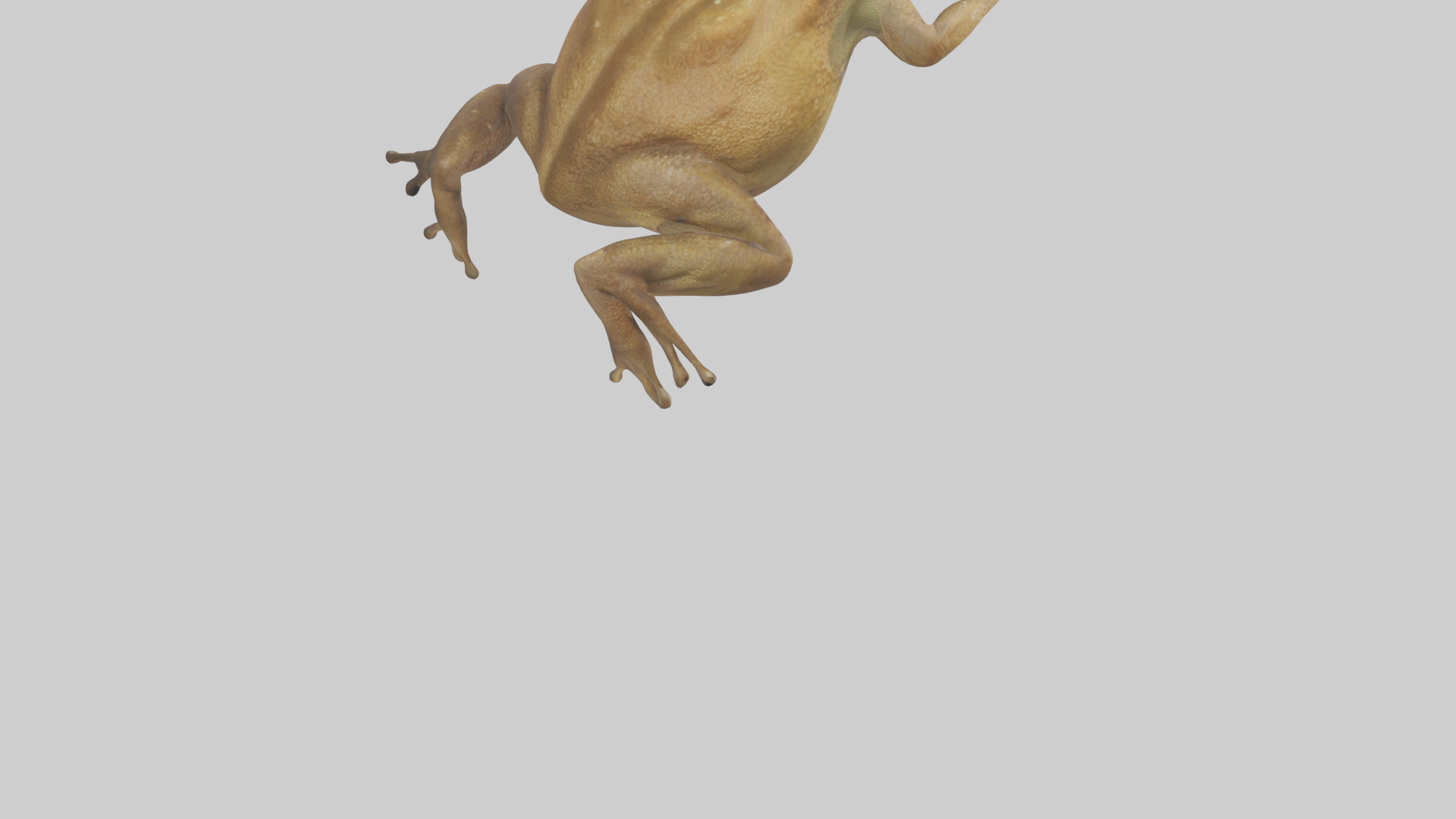 Cane Toad hopping model Low-poly 3D model_4
