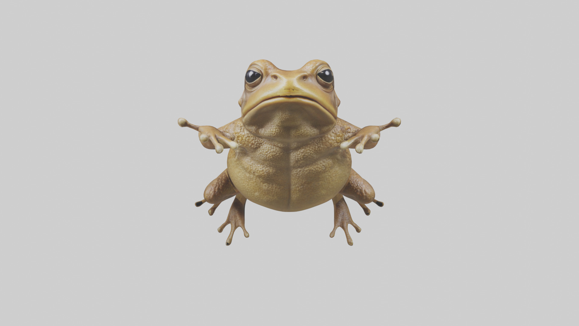 Cane Toad hopping model Low-poly 3D model_10