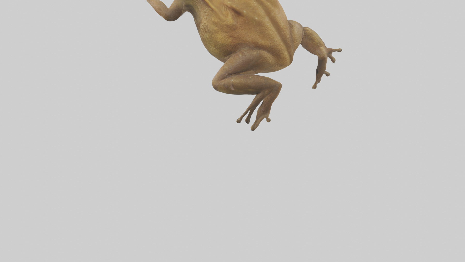 Cane Toad hopping model Low-poly 3D model_3