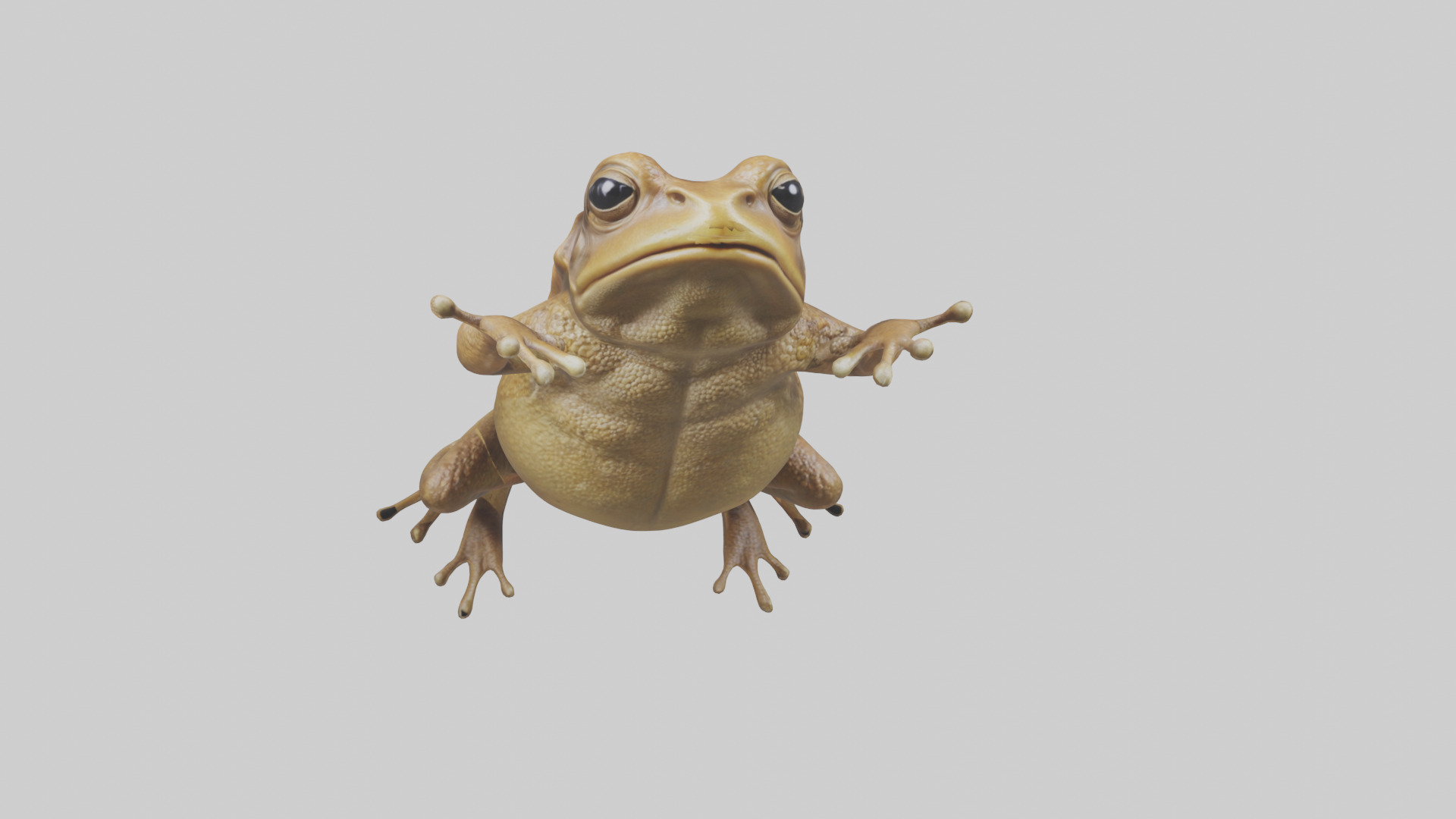 Cane Toad hopping model Low-poly 3D model_18