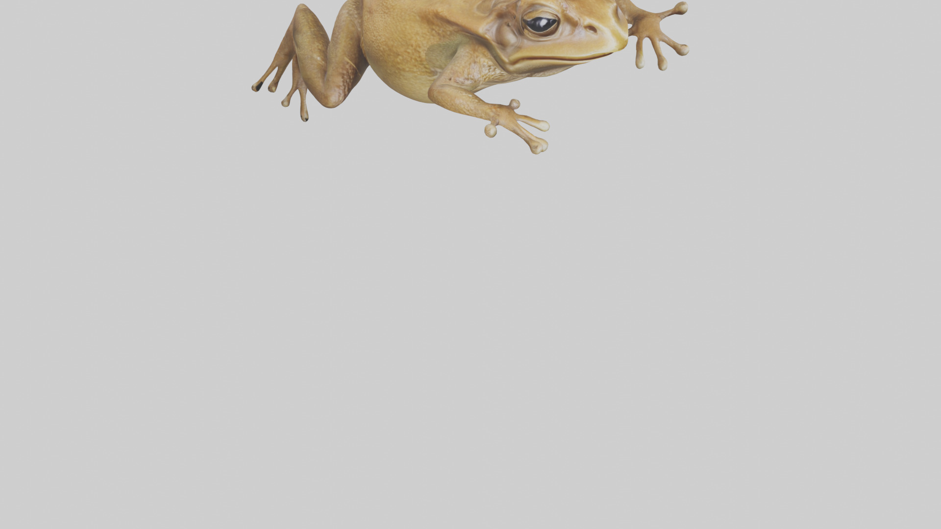 Cane Toad hopping model Low-poly 3D model_6