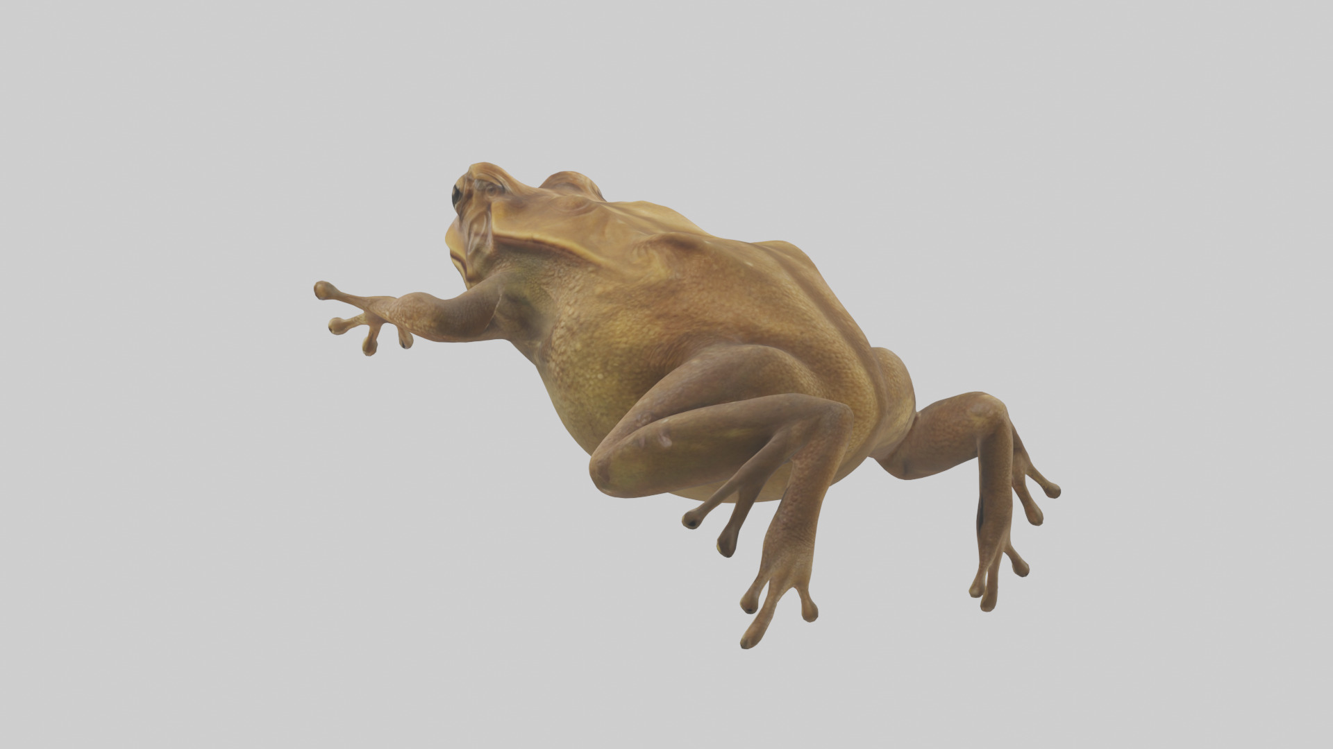 Cane Toad hopping model Low-poly 3D model_1