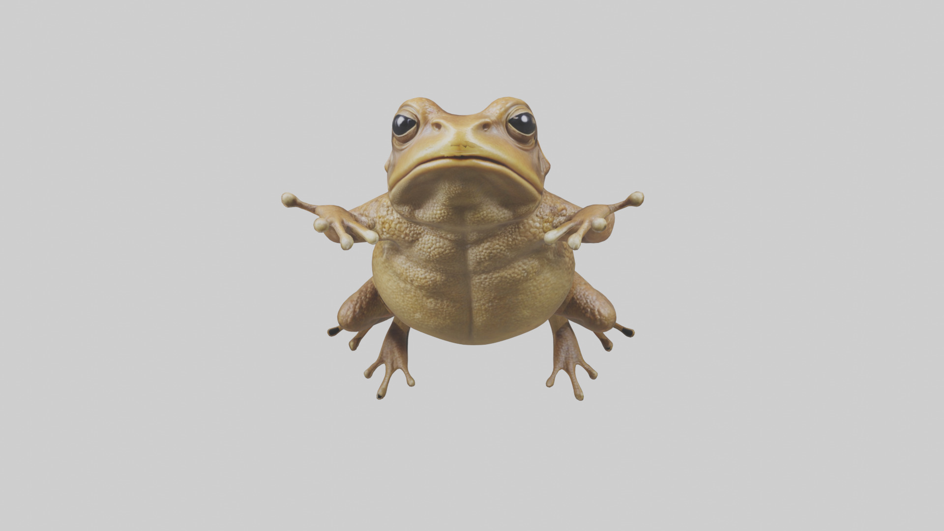 Cane Toad hopping model Low-poly 3D model_14