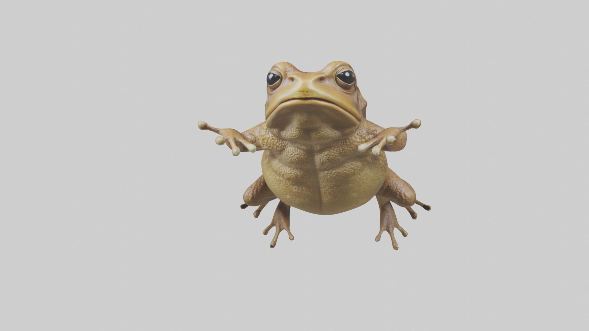 Cane Toad hopping model Low-poly 3D model_15