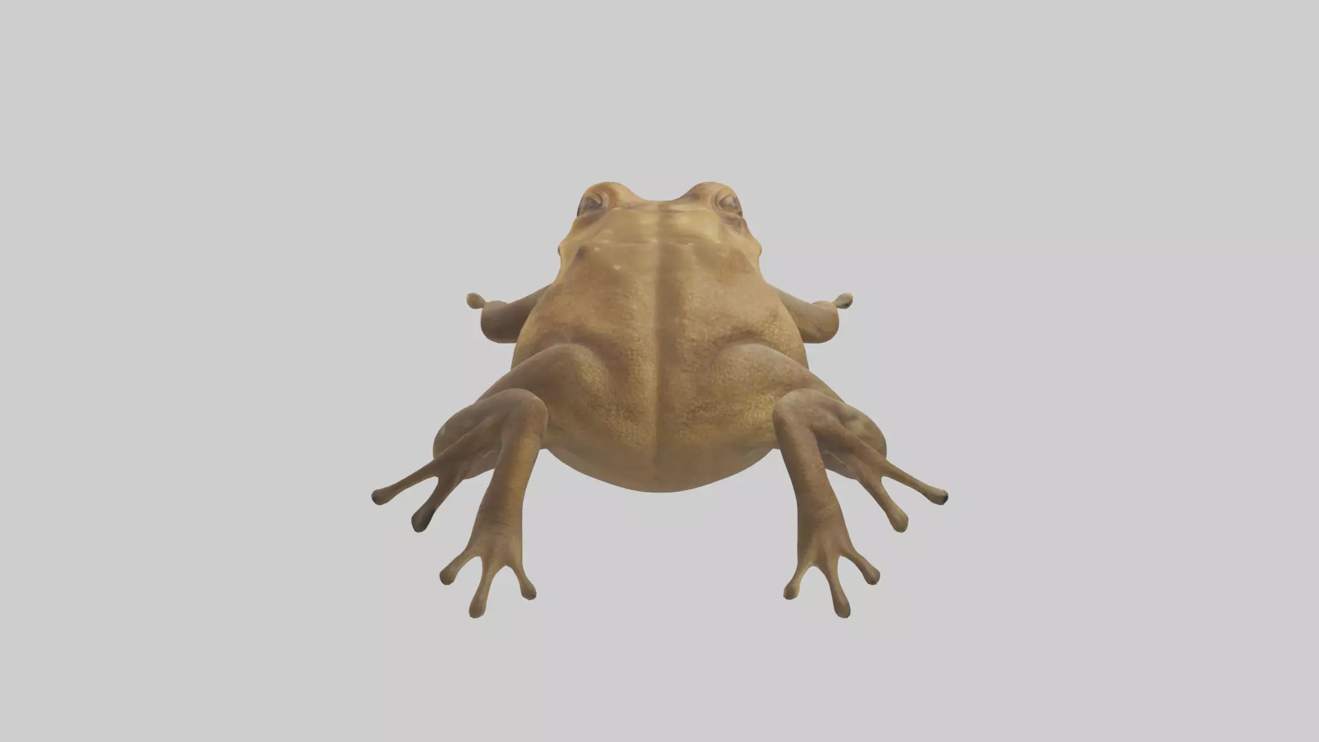 Cane Toad hopping model Low-poly 3D model_0