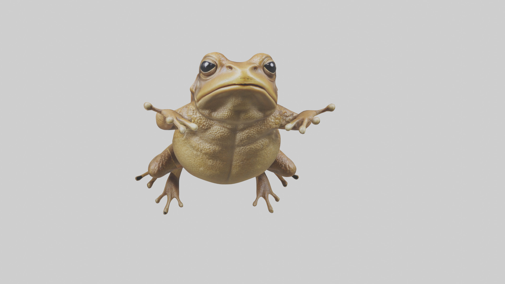 Cane Toad hopping model Low-poly 3D model_20