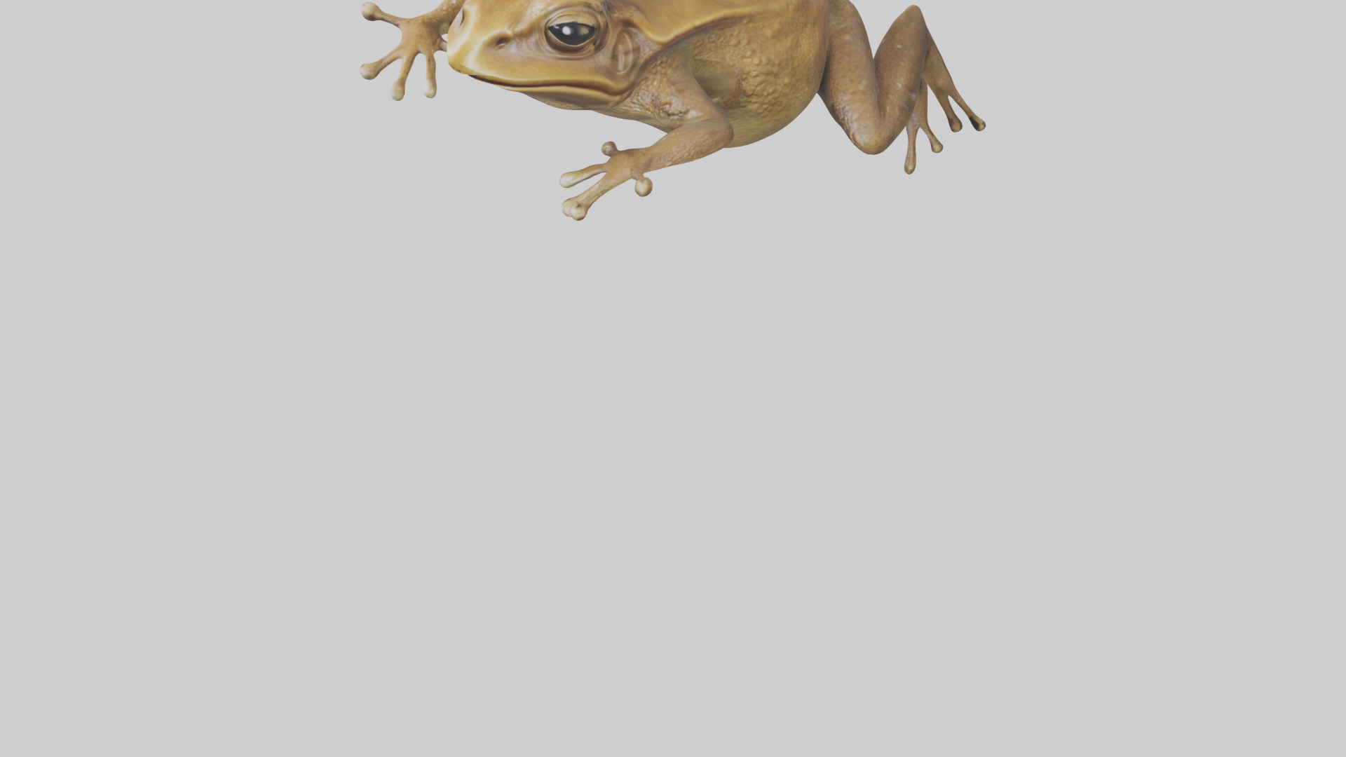 Cane Toad hopping model Low-poly 3D model_5